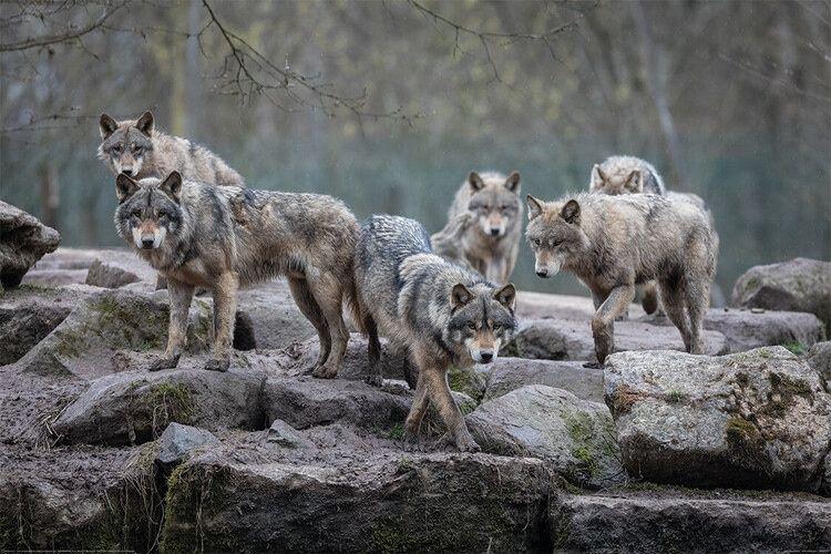 Plakat Wolf - Grå ulve, plakat (120 x 80 cm)