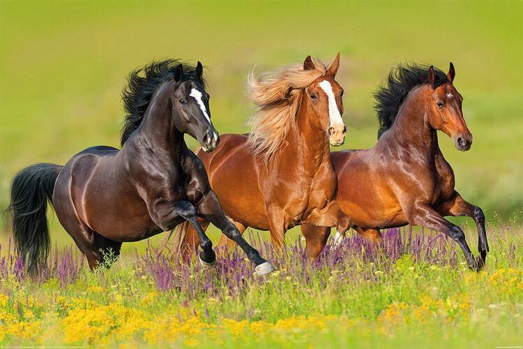 Plakat Horses - Run, plakat (120 x 80 cm)