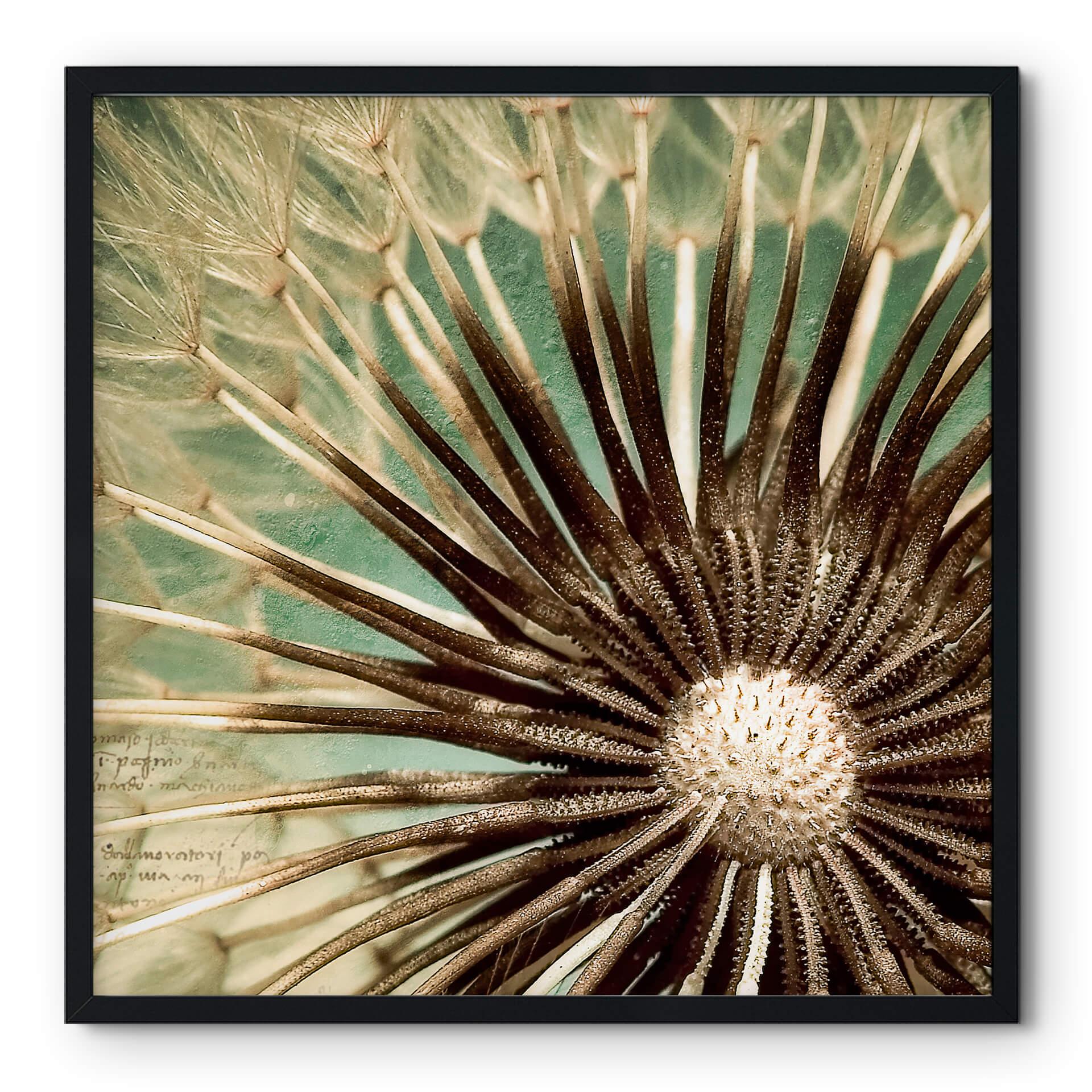 Póster Diente de león Poesía - cuadrado