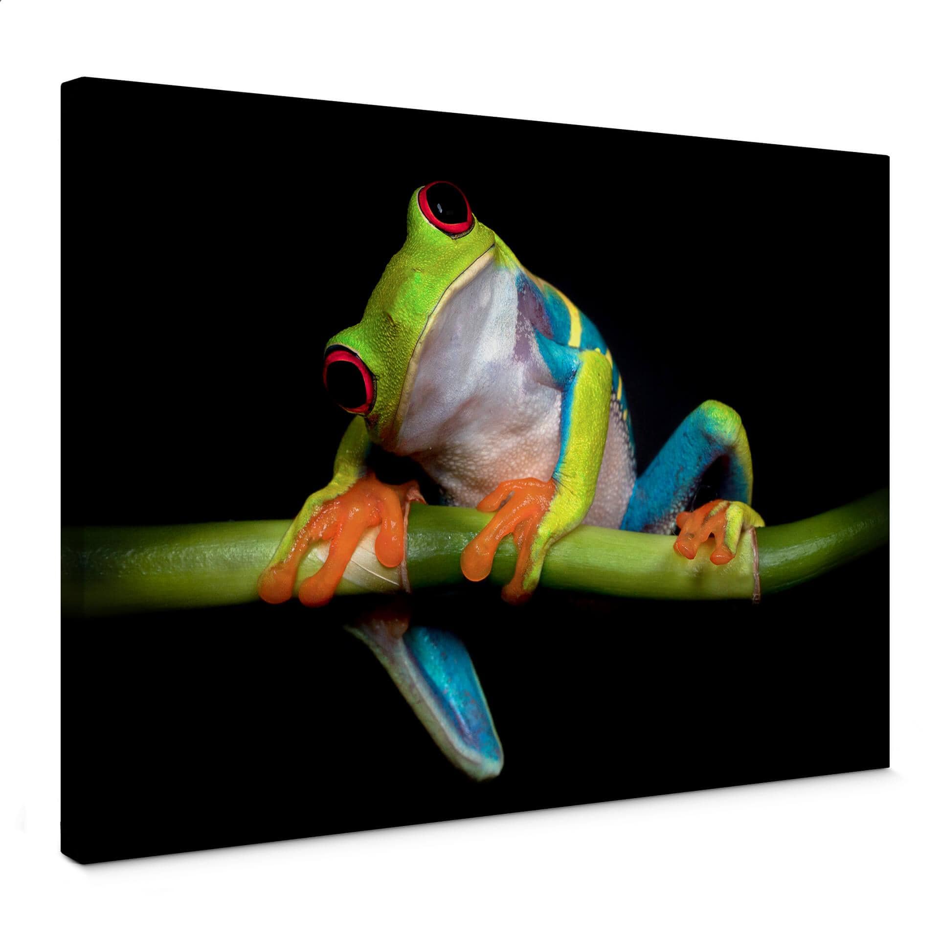 Canvasbillede - Green Frog
