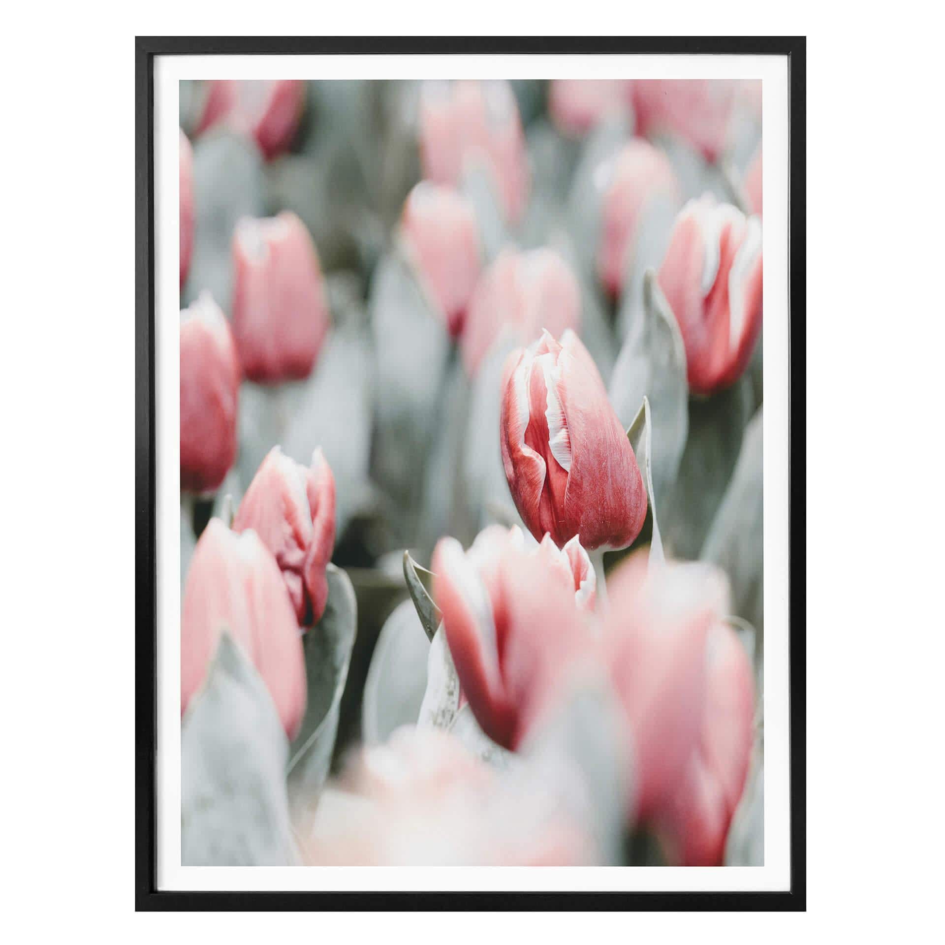 Plakat - Annie - Spring Tulips