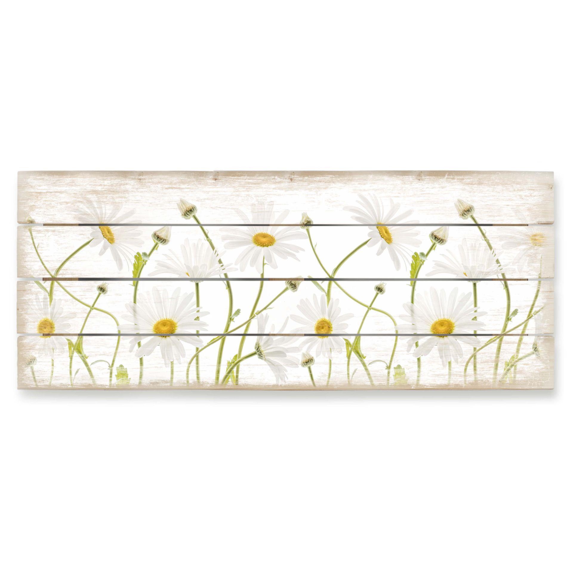 Holzbild Disher - Ox eye Daisies - Panorama - 100x40 cm