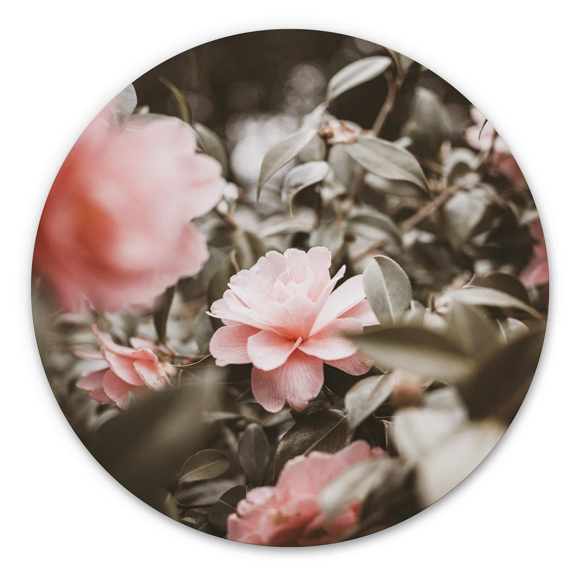 Tableau sur alu-Dibond Annie - Roses - Rond