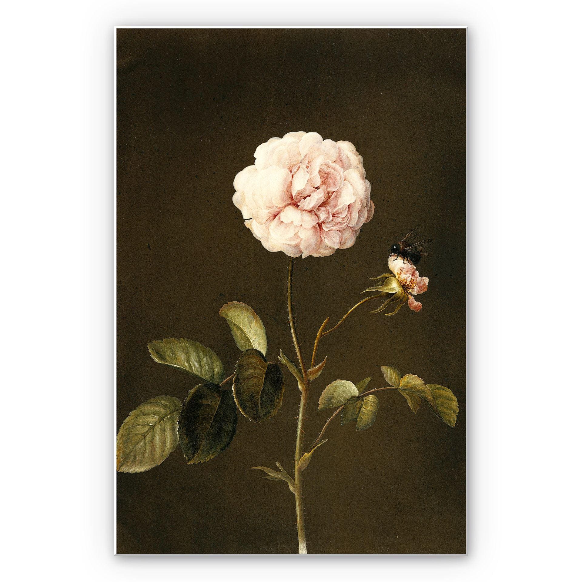 Tableau Forex - Dietzsch - Rosa Gallica avec bourdon
