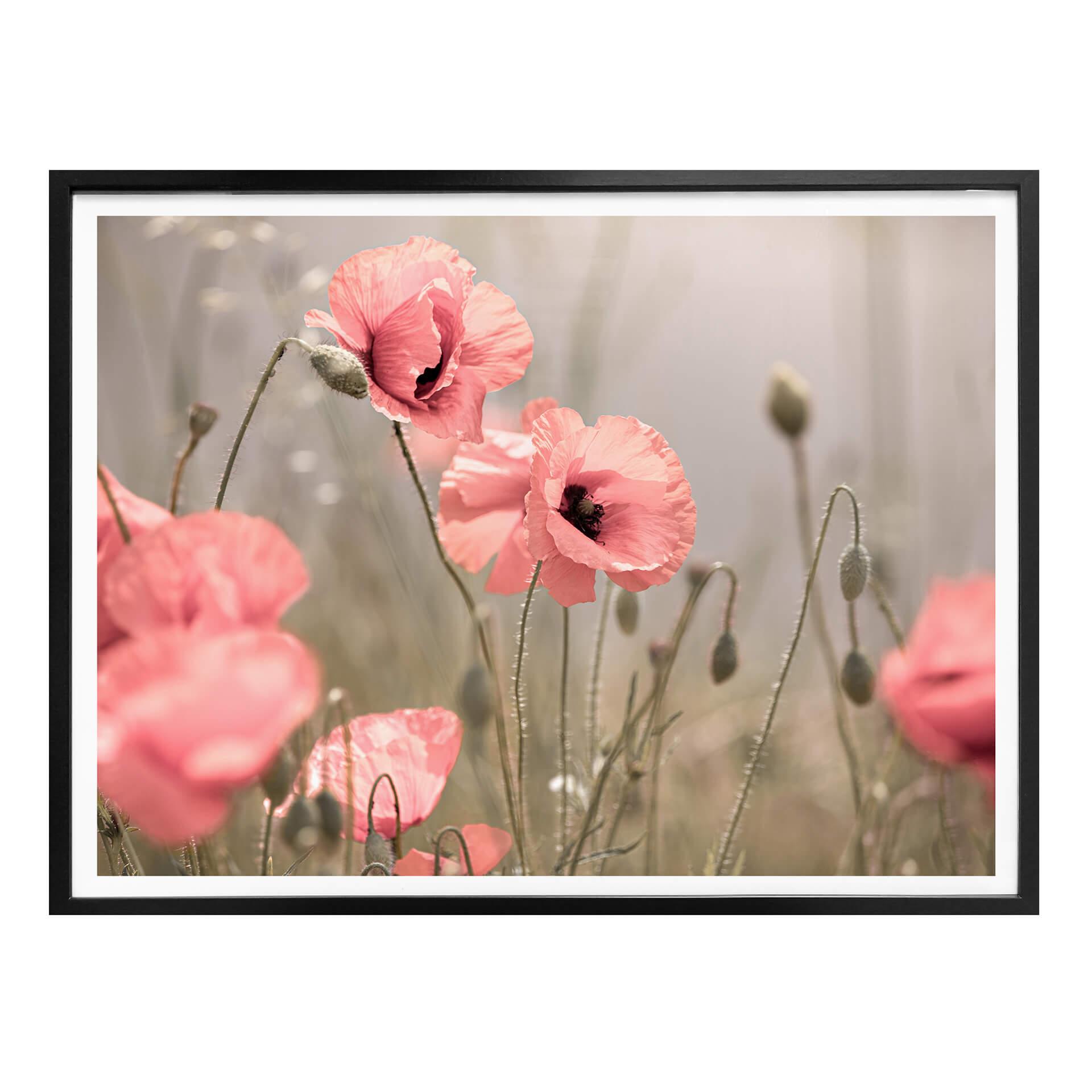 Póster Delgado - Romance de las amapolas