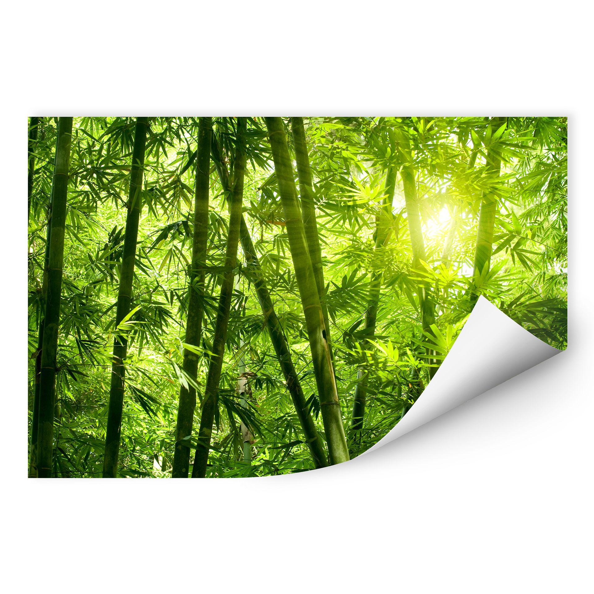 Muurprints Zonneschijn in een Bamboebos
