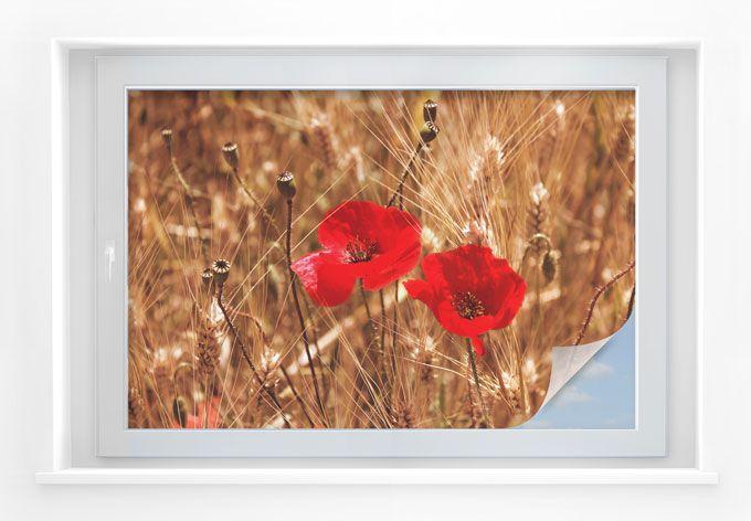 Intimidad película amapolas en flor en el campo