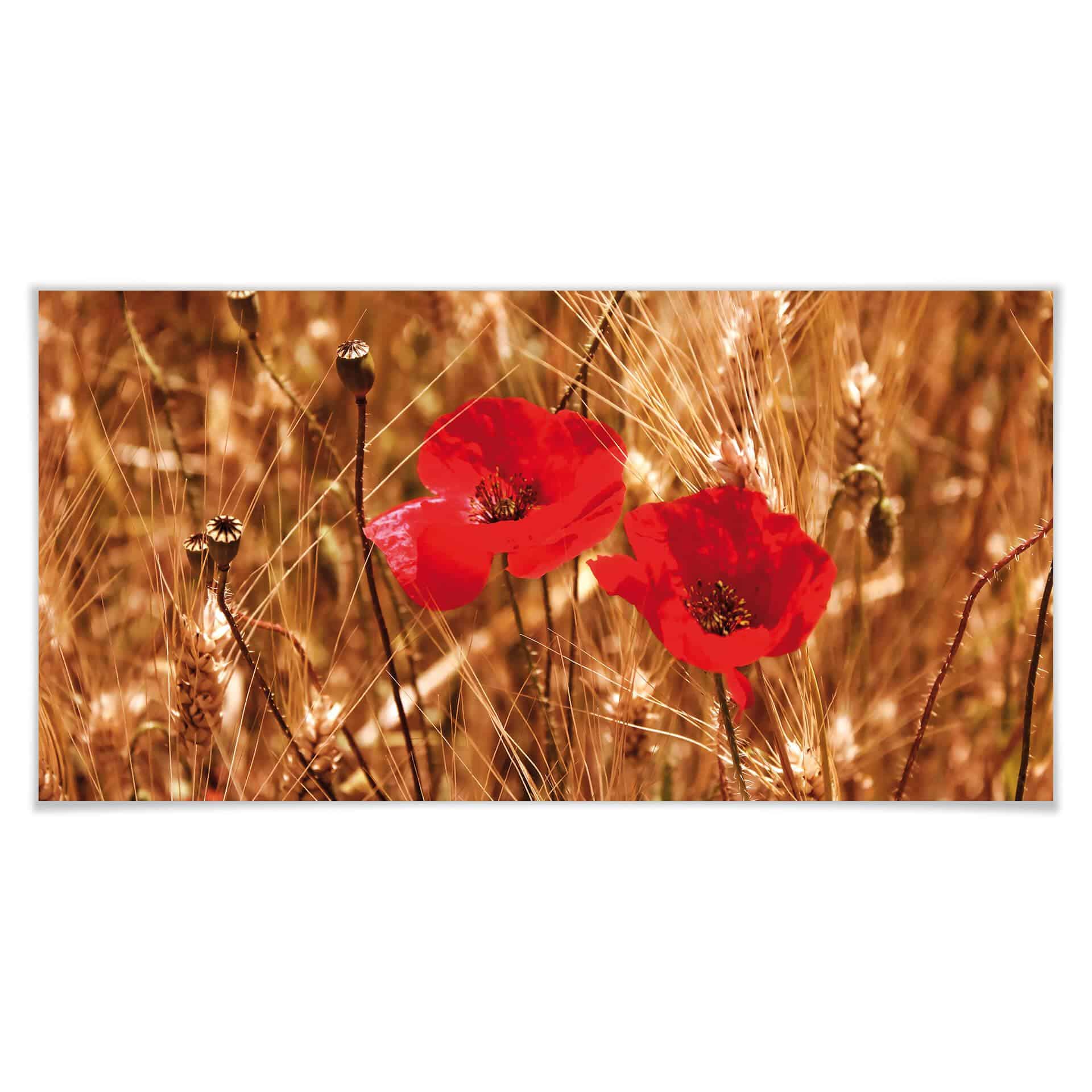 Poster - Coquelicot dans le champ - Panorama