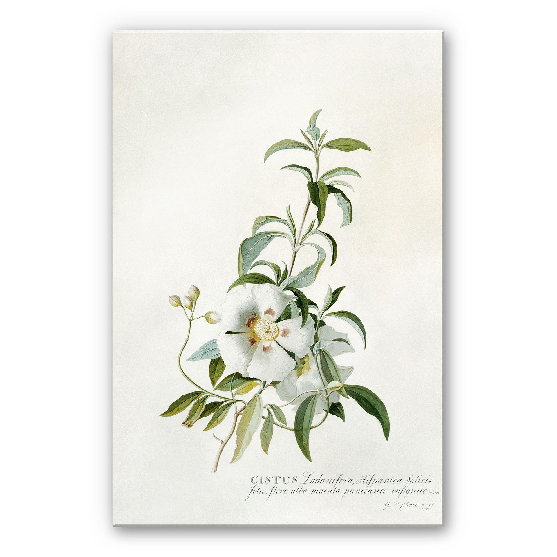 Akrylbillede Ehret - Cistus