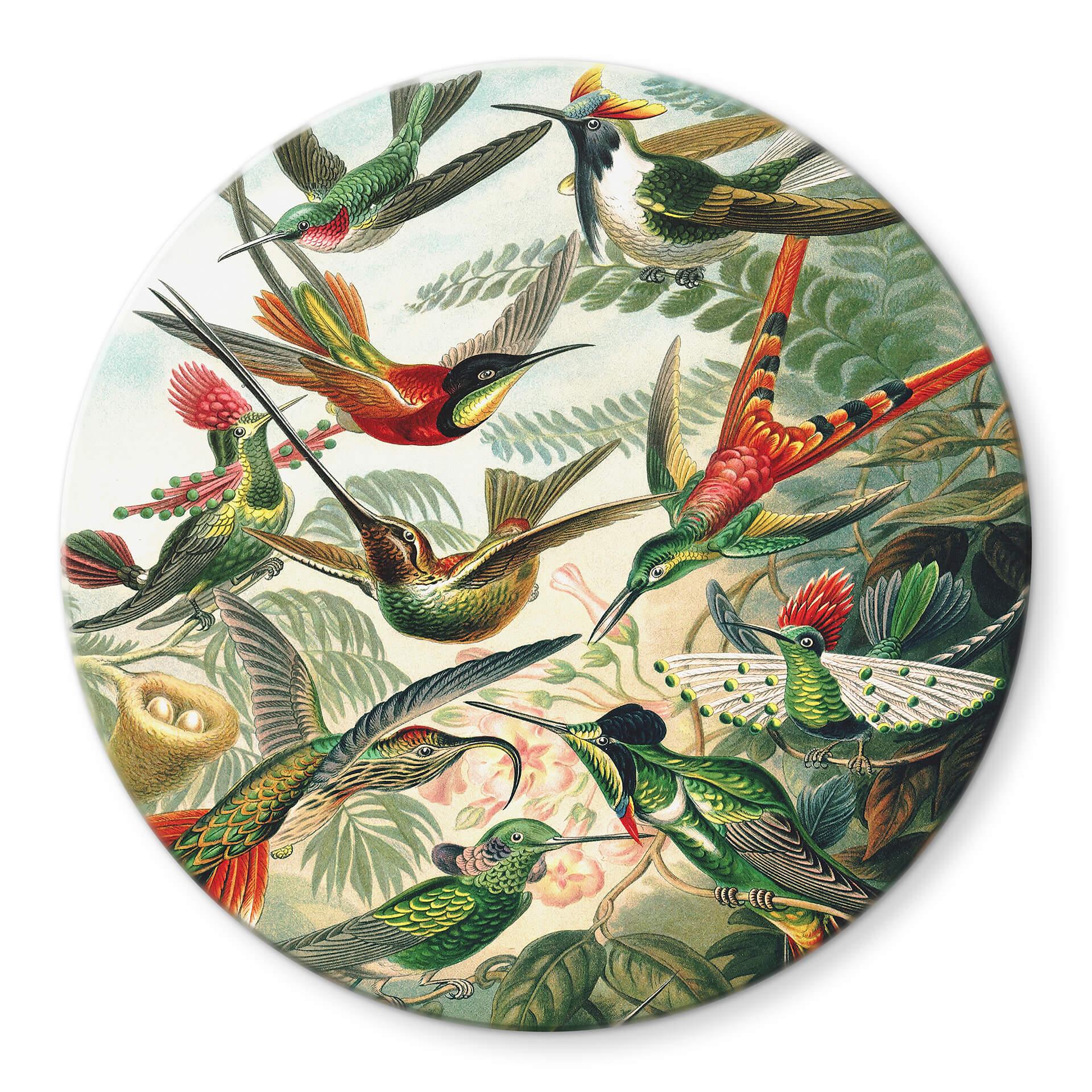 Glasschilderij Rond Haeckel - Kolibries