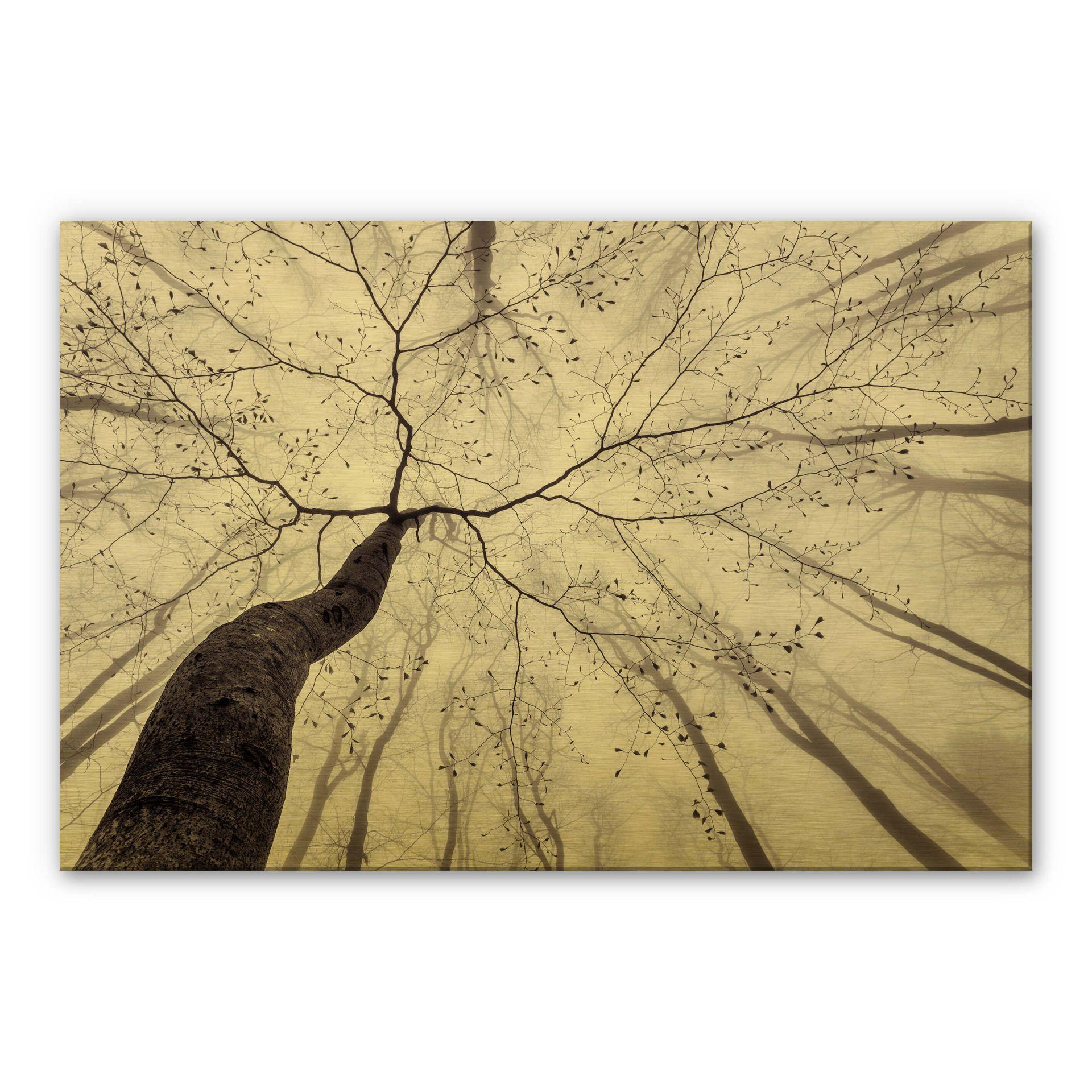 Tableau en Alu-Dibond effet doré Pavlasek - Vers la cime des arbres
