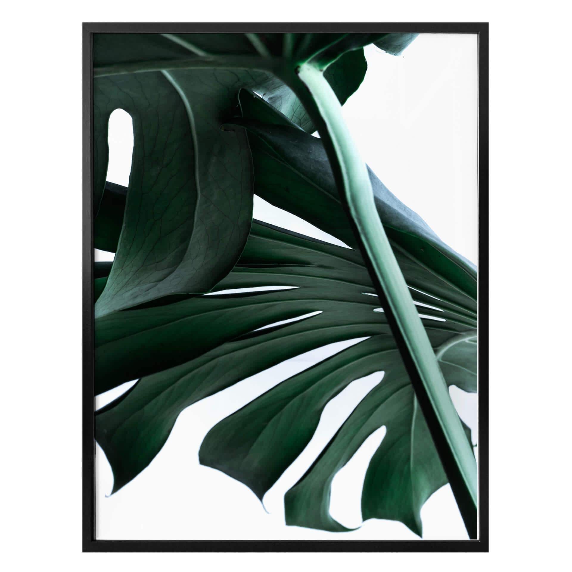 Plakat - Urban Jungle 02 - Monstera Deliciosa