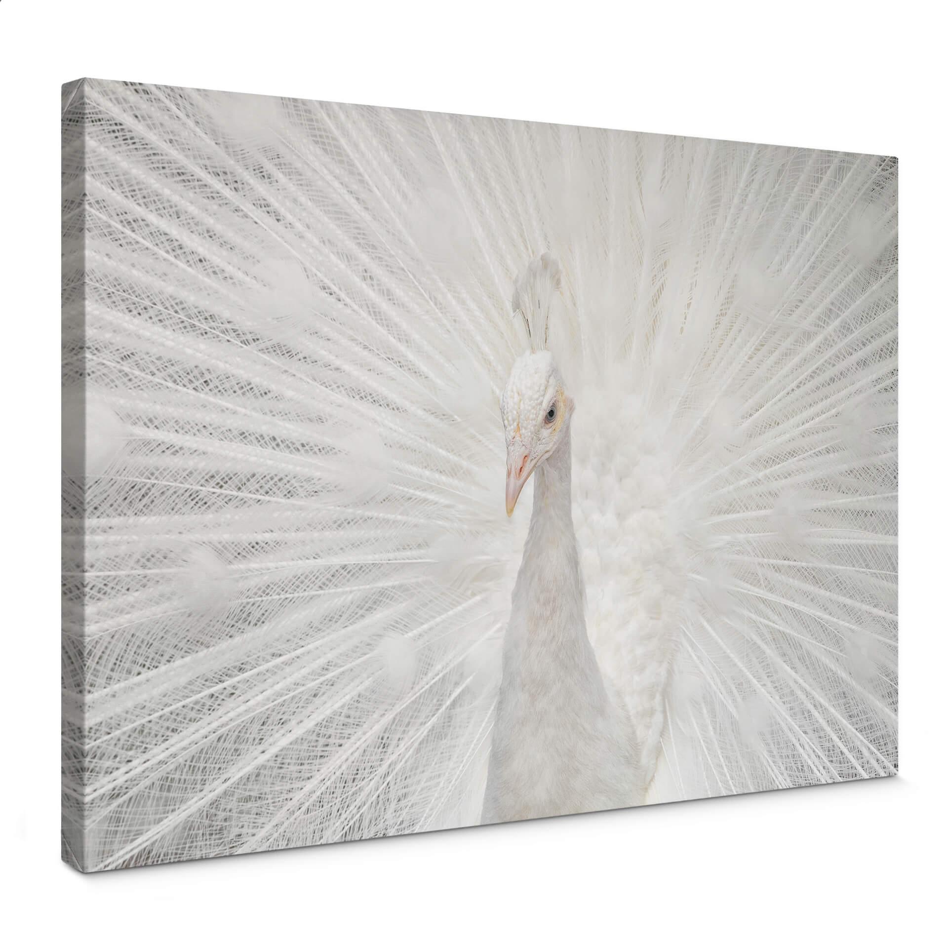 Lienzo Fegari - Pavo real blanco