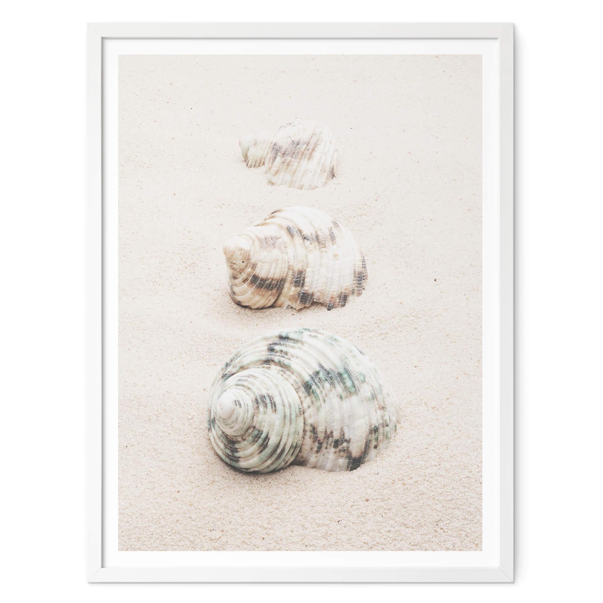 Póster 1X Studio - Caracoles de mar