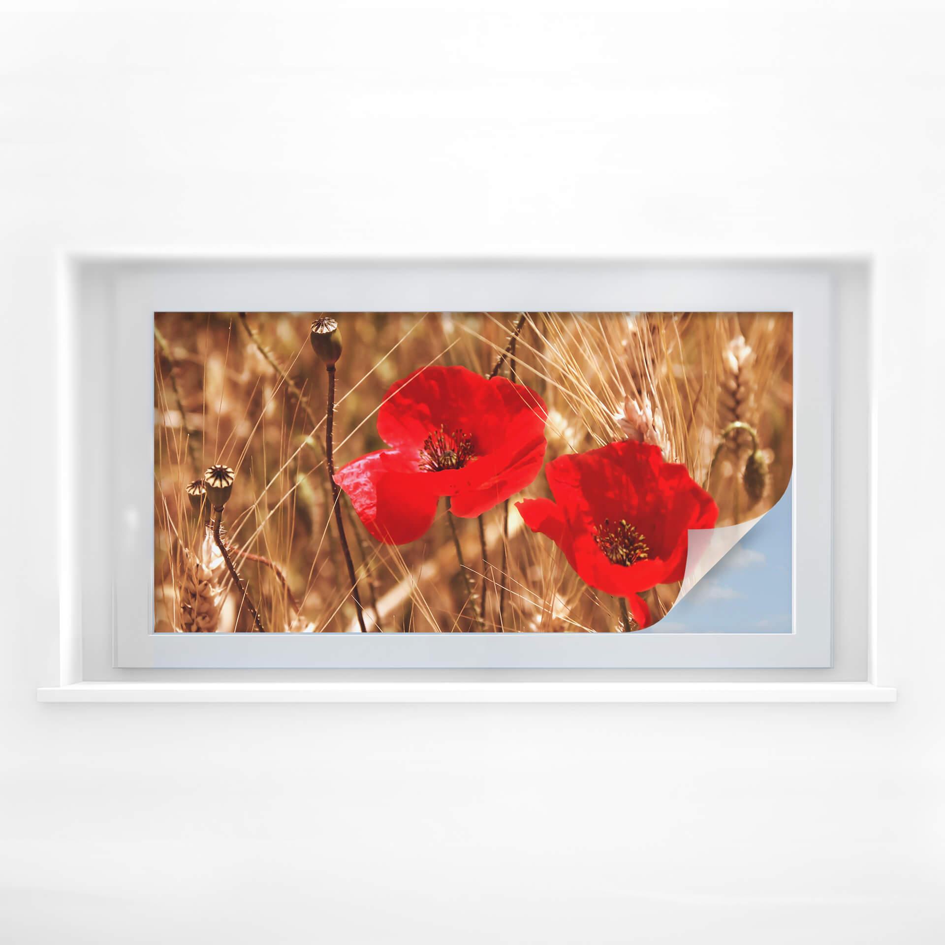 Intimidad película amapolas en flor en un campo - Panorama