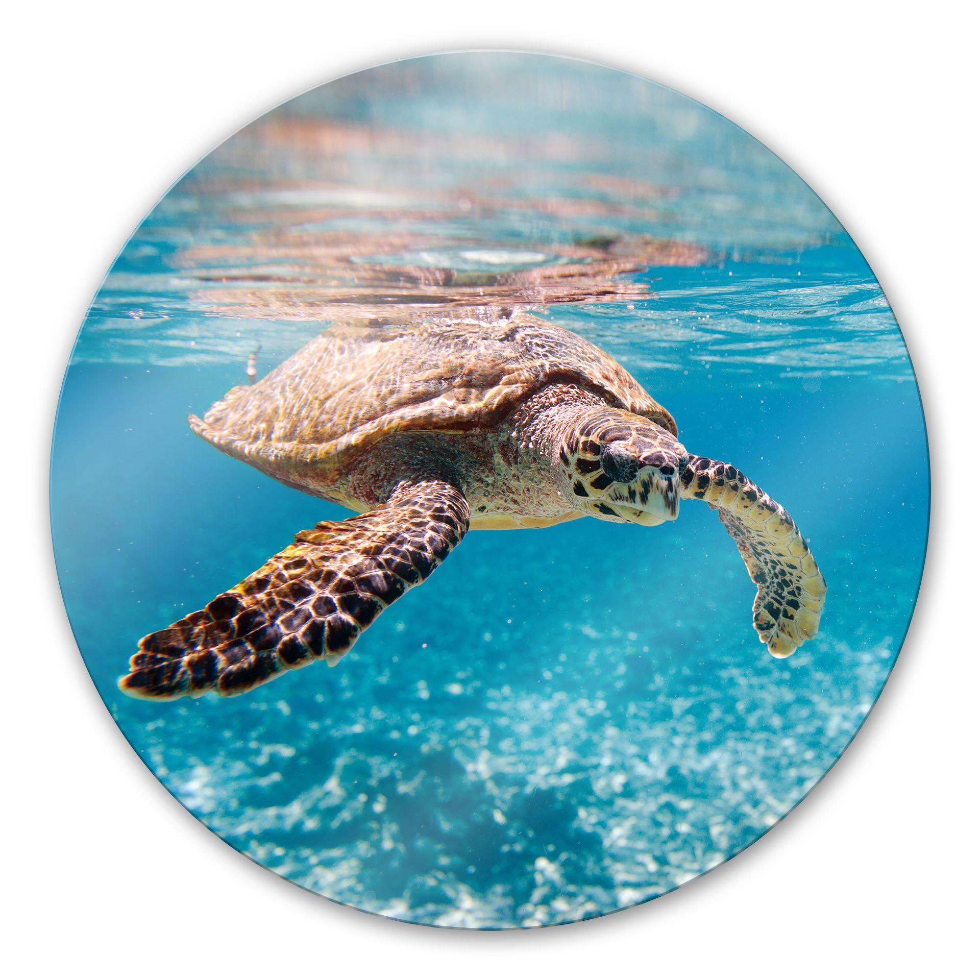 Glasbillede - Svømmende Skildpadder - Rund