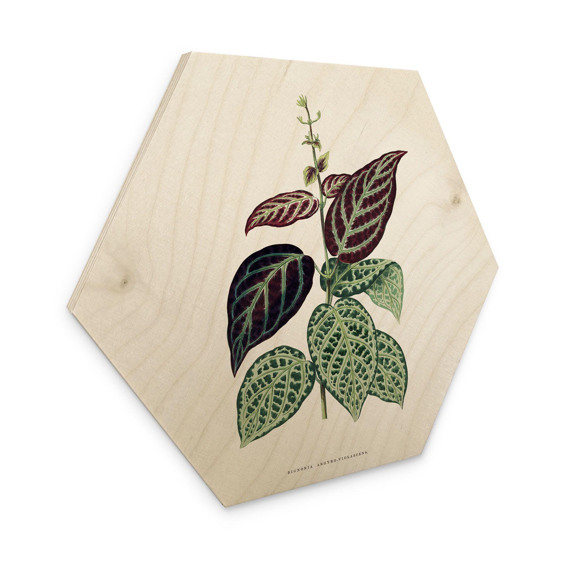 Sekskantet træ Illustration af blade - Bignonia Argyro Violascea