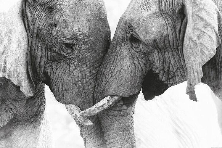 Plakat Elephant - Touch, plakat (120 x 80 cm)