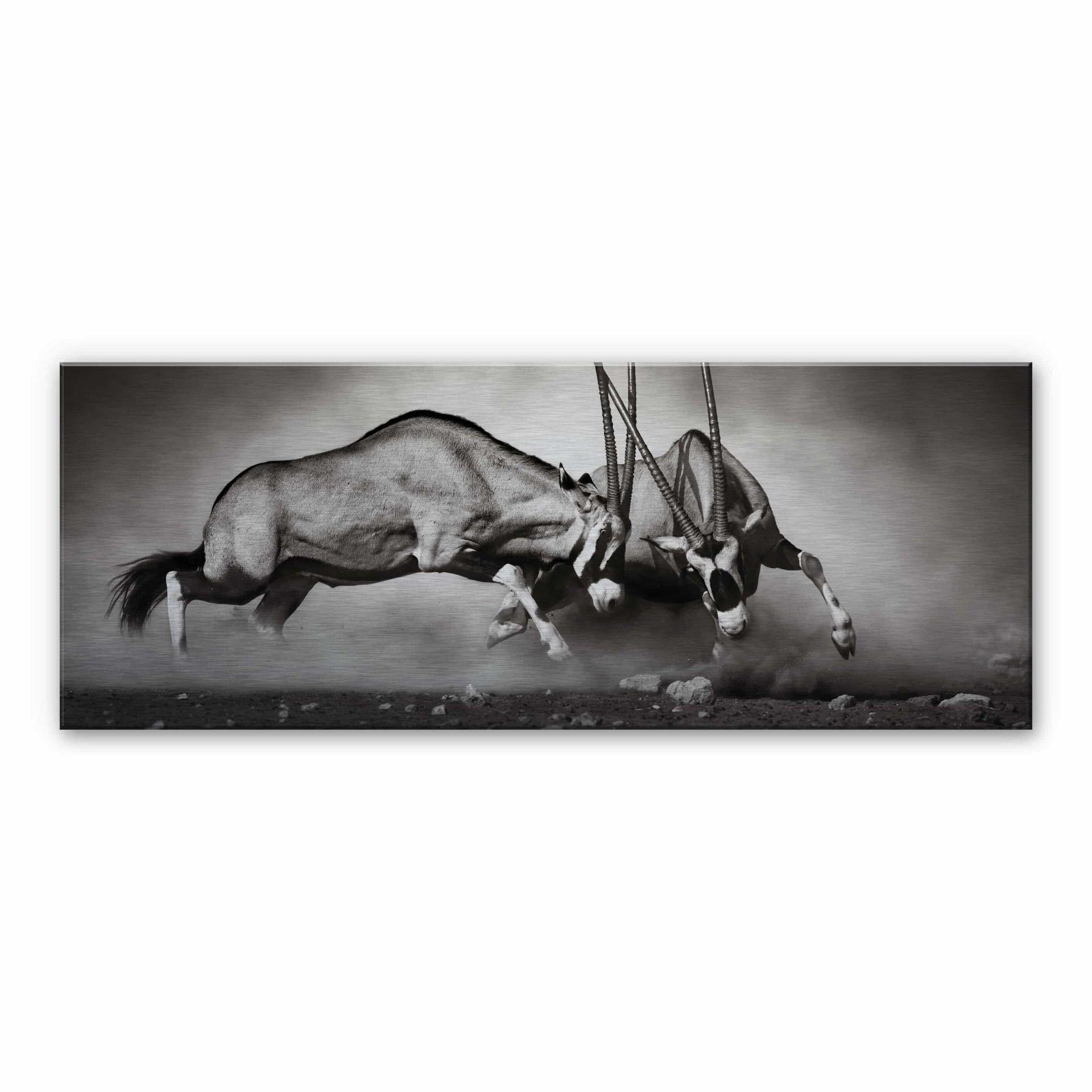 Duellen - Panorama – print på aluminium (Alu-Dibond)