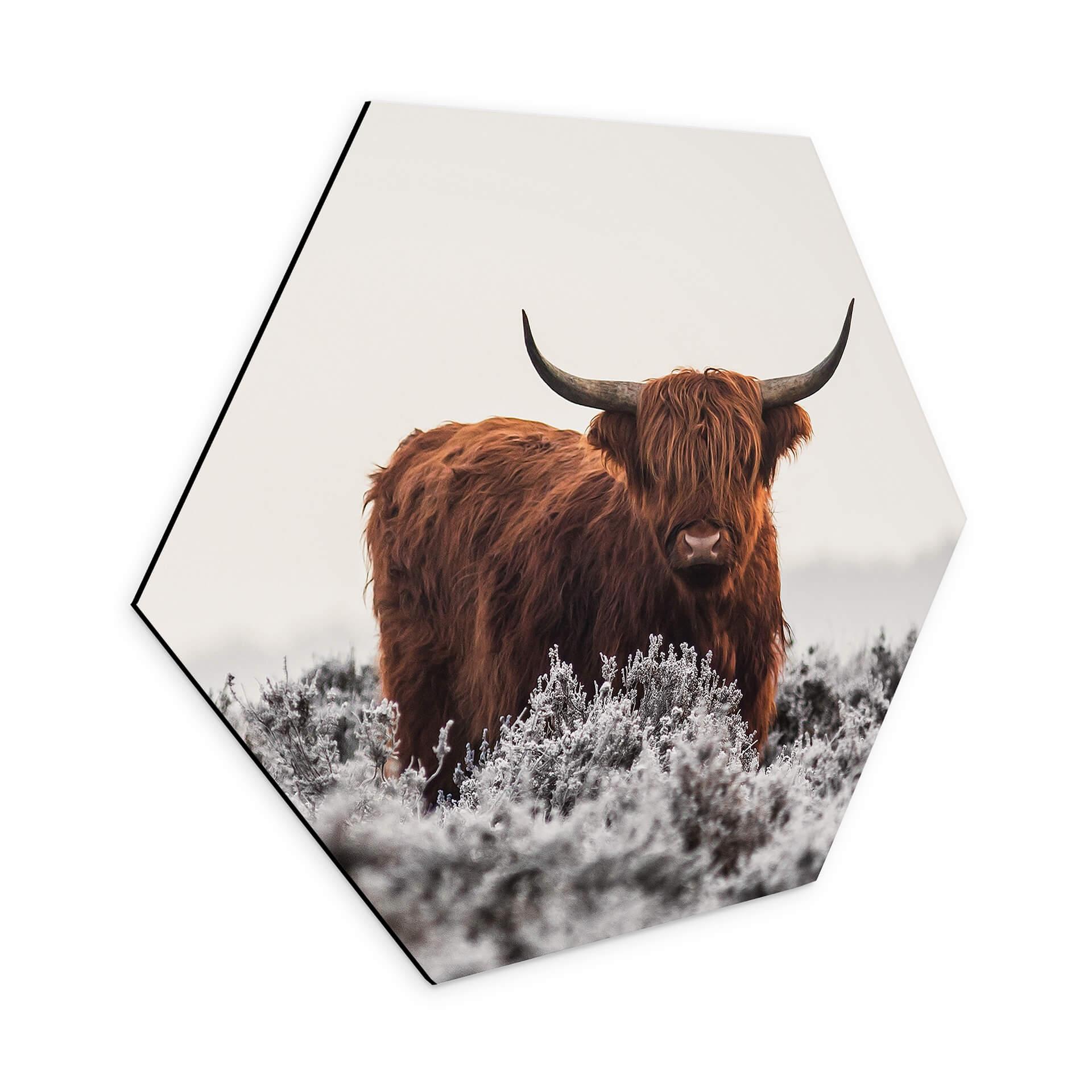 Hexagon Dibond van den Helm - Highlander