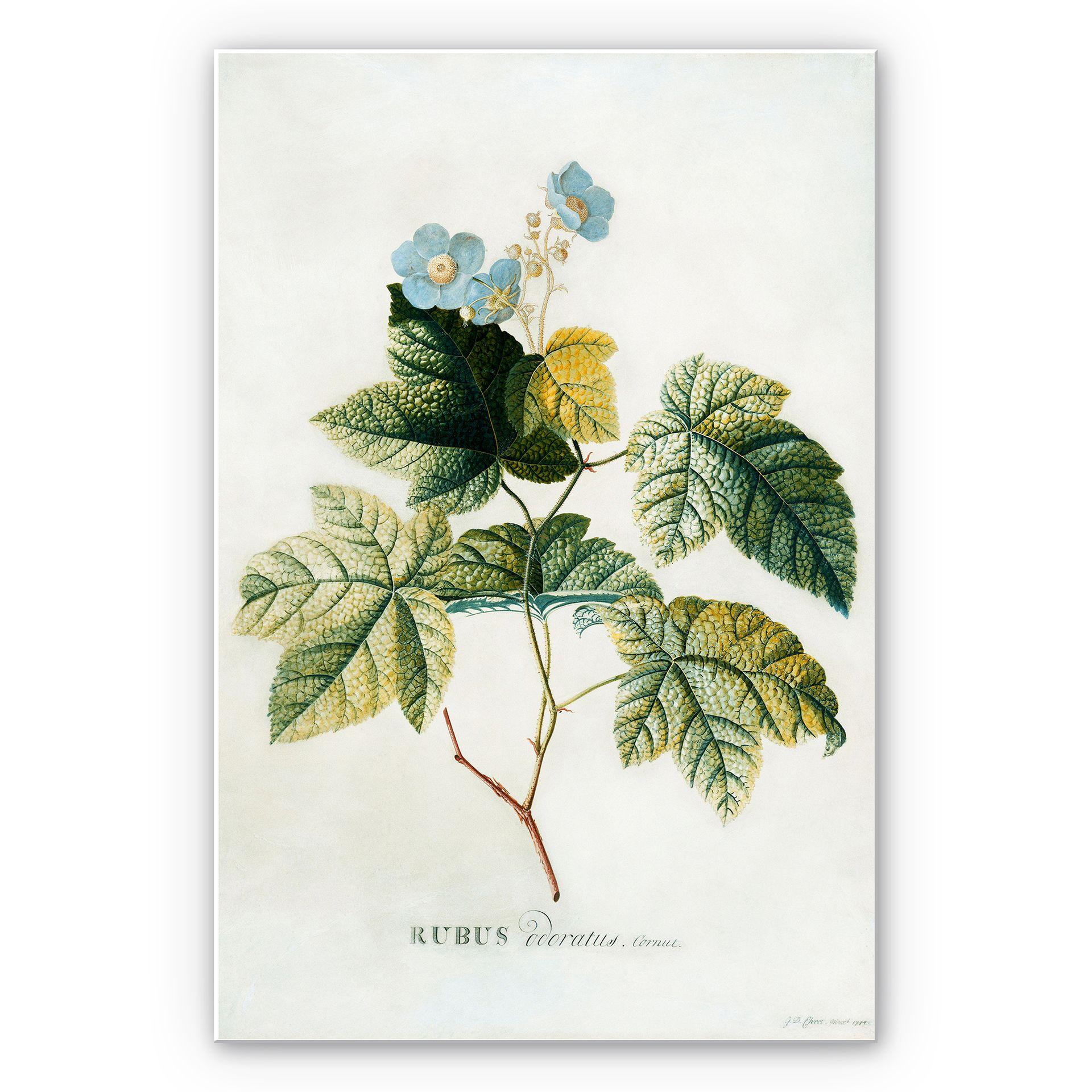 Tableau Forex - Ehret - Rubus
