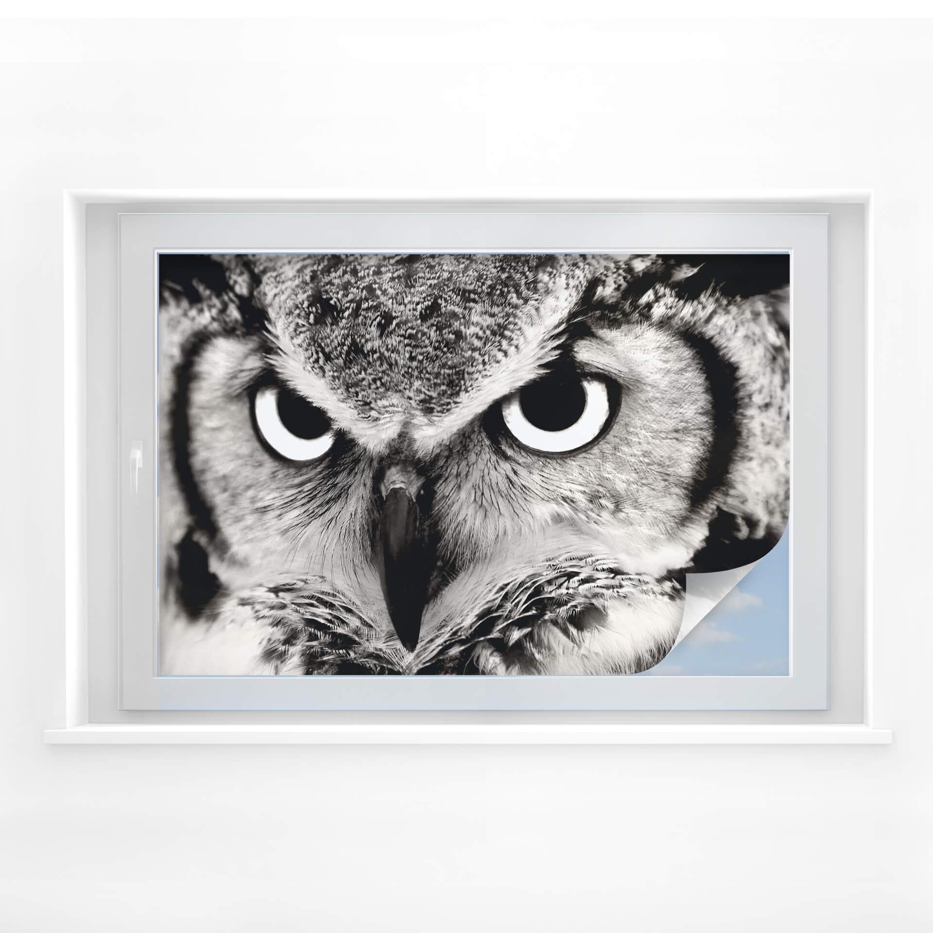 Película de privacidad proud owl