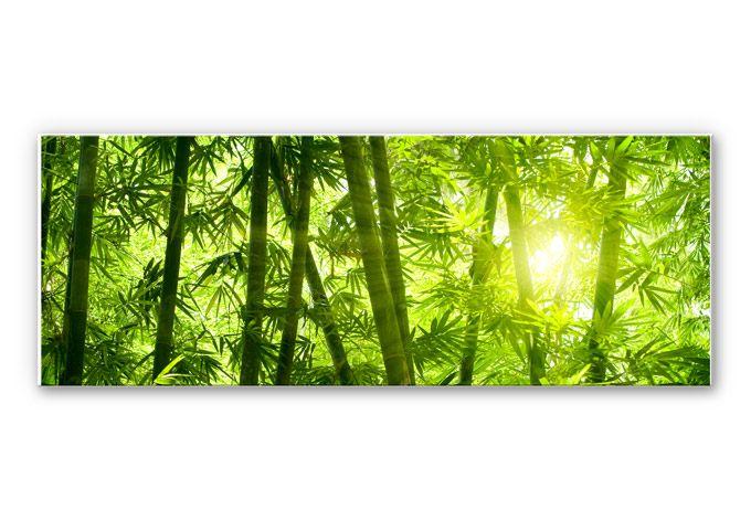Tableau Forex - Rayon de soleil dans la forêt de bambous - Panorama