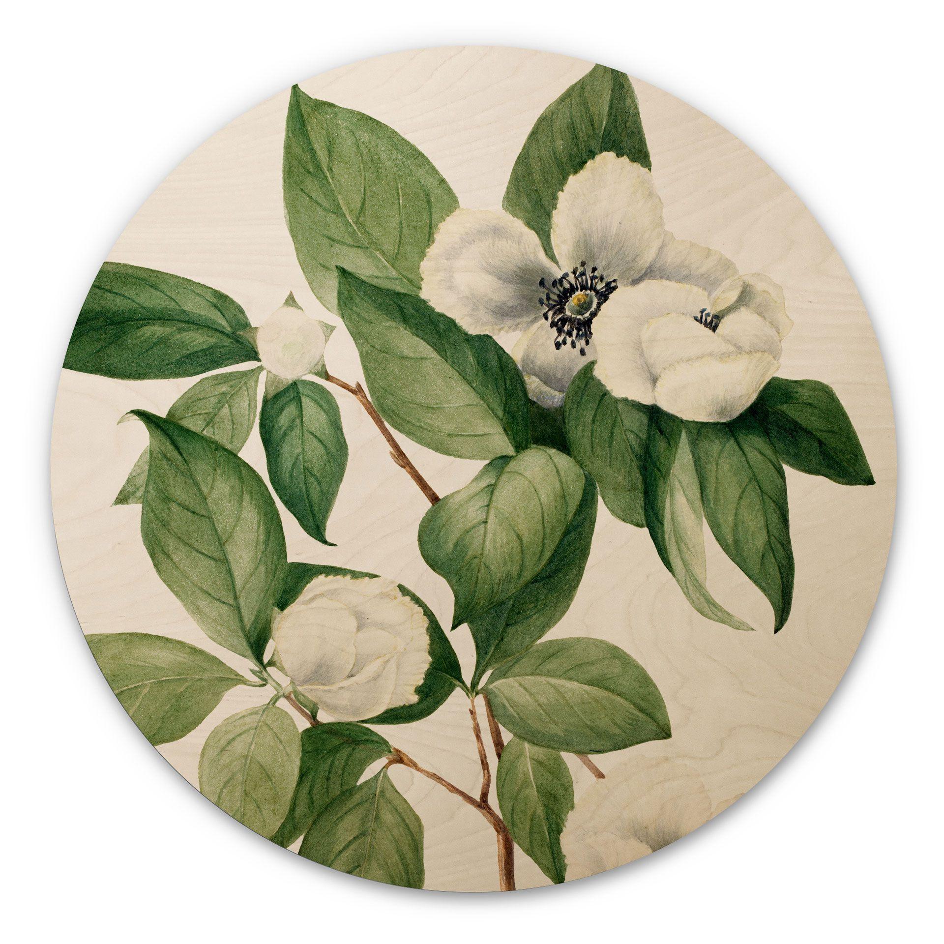 Cuadro de madera ilustración botánica de una camelia simulada - Walcott - Redondo