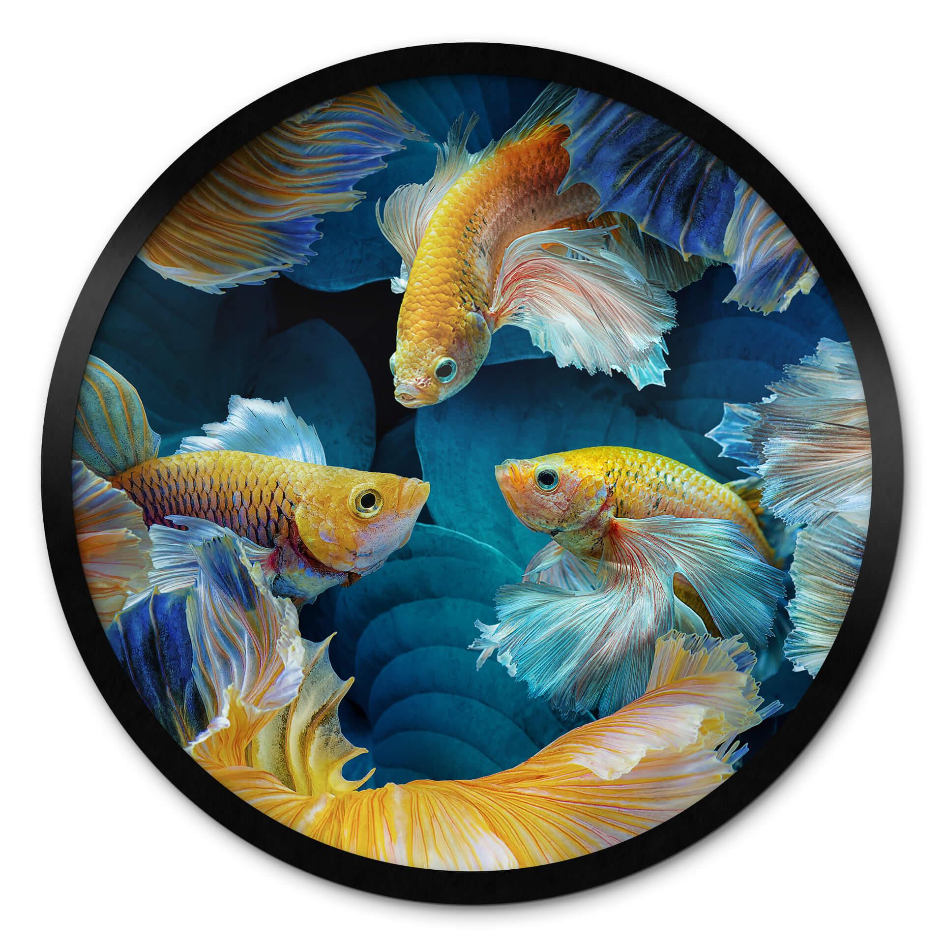 Póster Egger - Peces de colores - Redondo