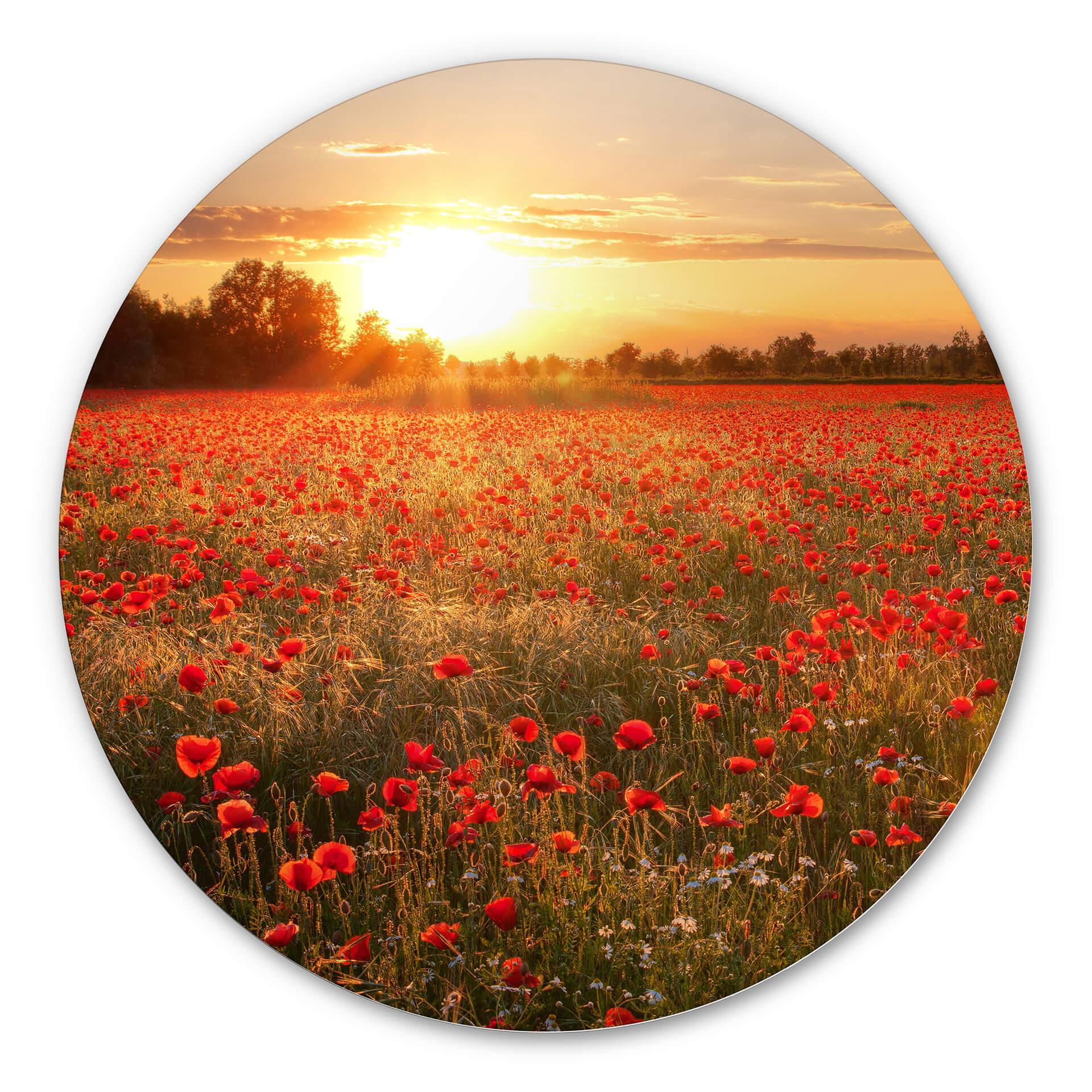 Tableau en Alu-Dibond Champ de coquelicots au coucher du soleil - Rond