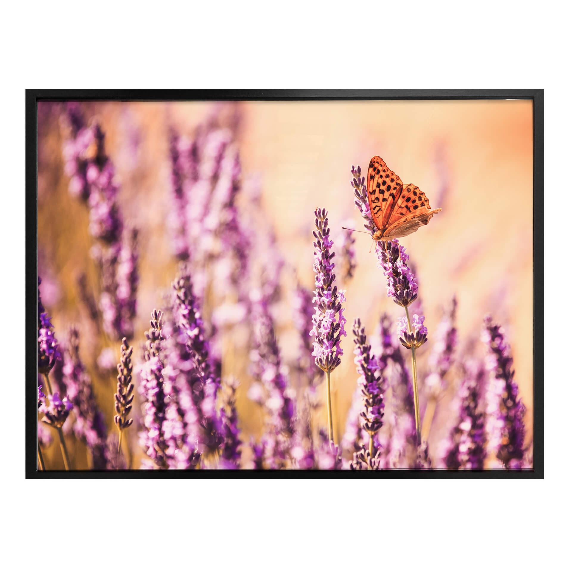Póster Colombo - La mariposa en la lavanda