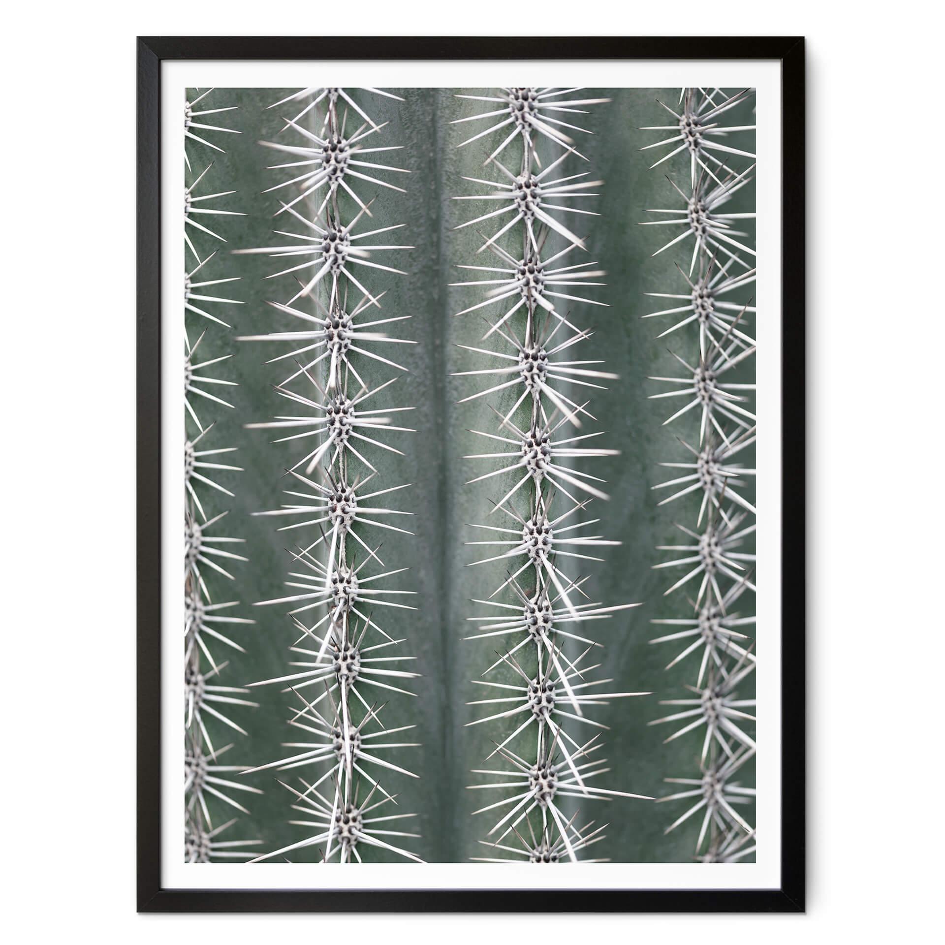 Póster 1X Studio - Cactus