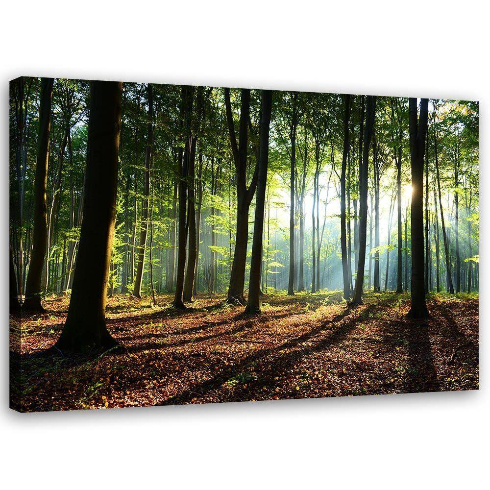Canvasbillede, Skov ved solopgang