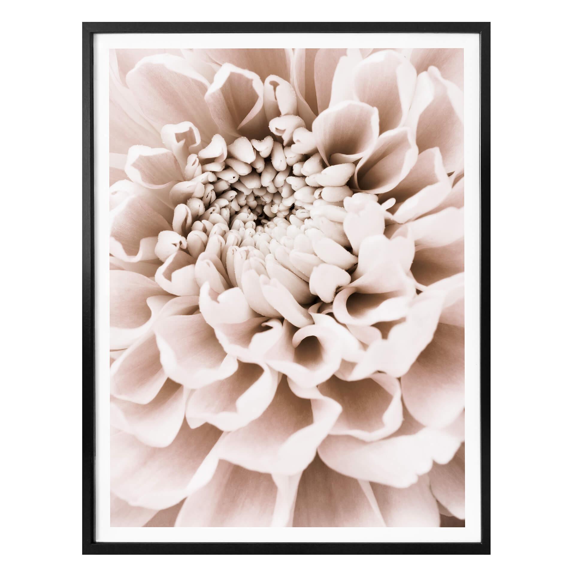 Plakat - 1X Studio - Chrysant