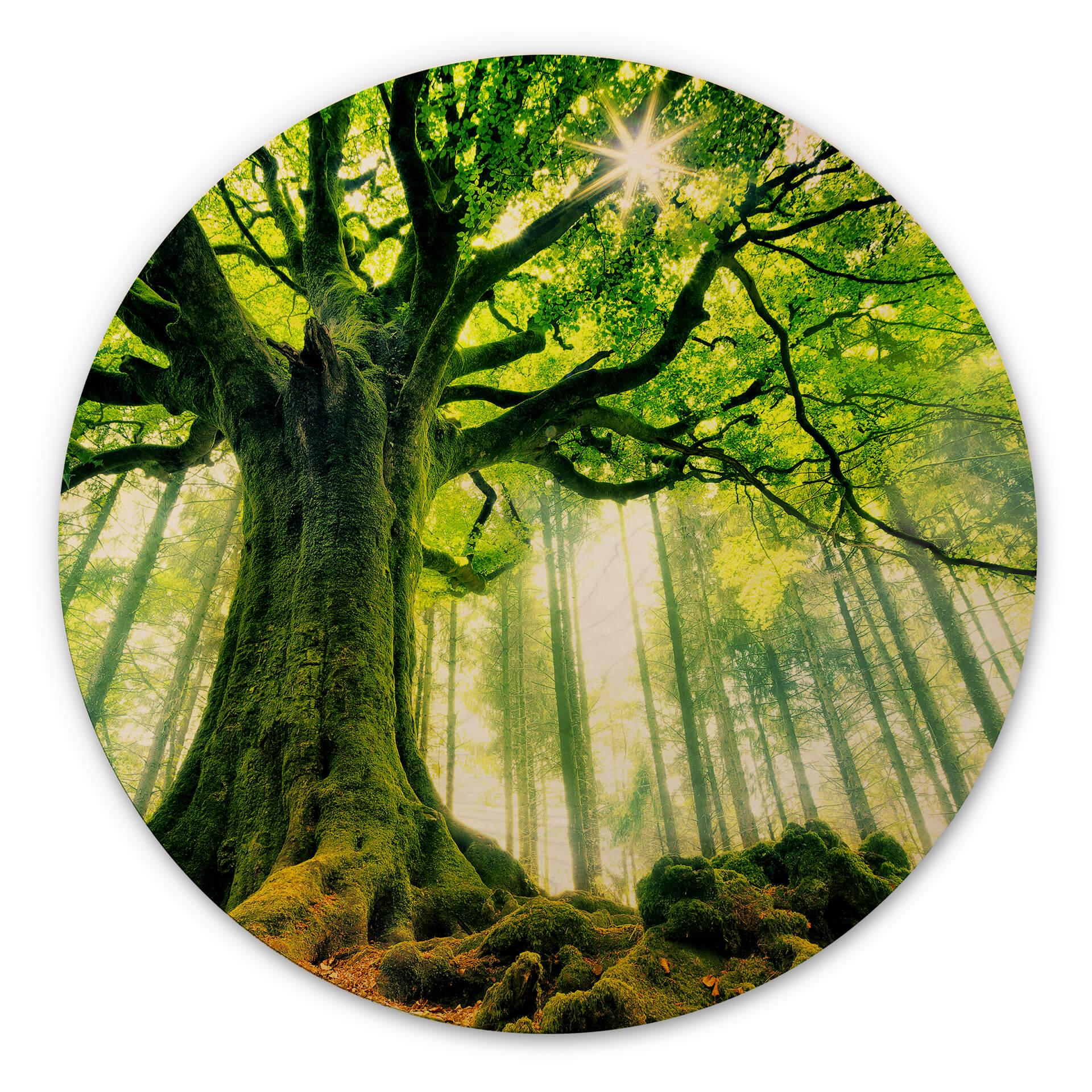 Cuadro de madera Kiciak - Bosque de cuento - Redondo
