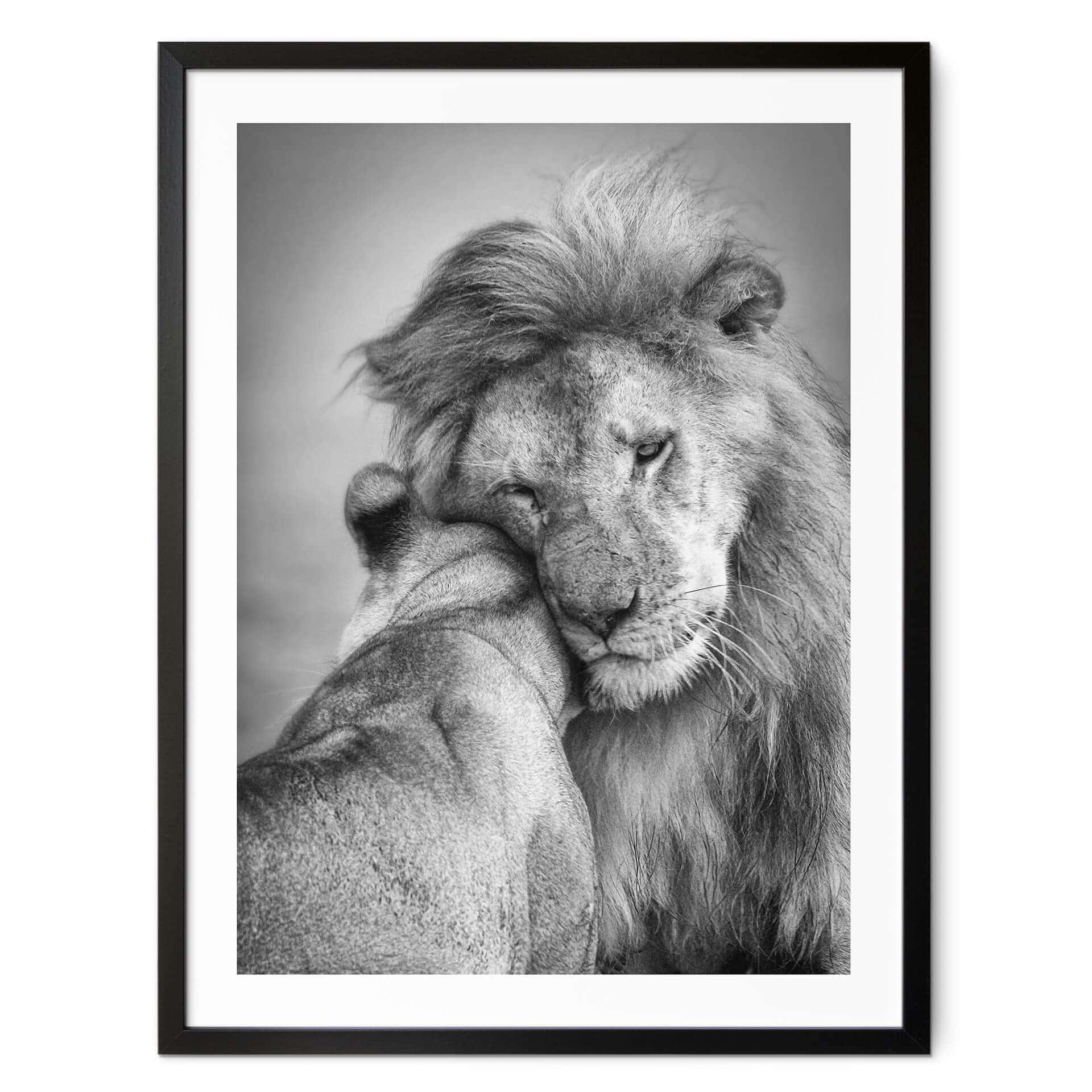 Póster Khataw - Amor entre gatos de presa
