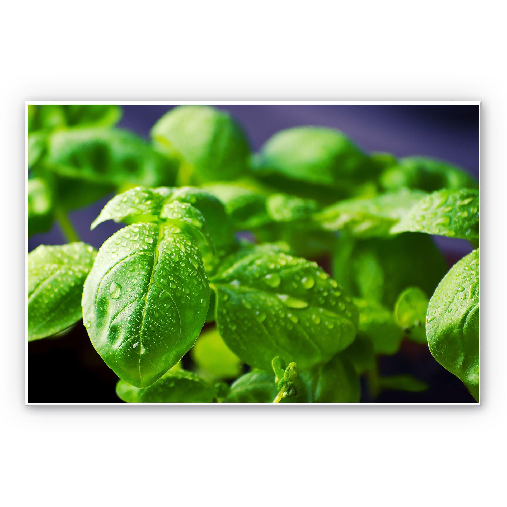 Tableau Forex - Basilic frais