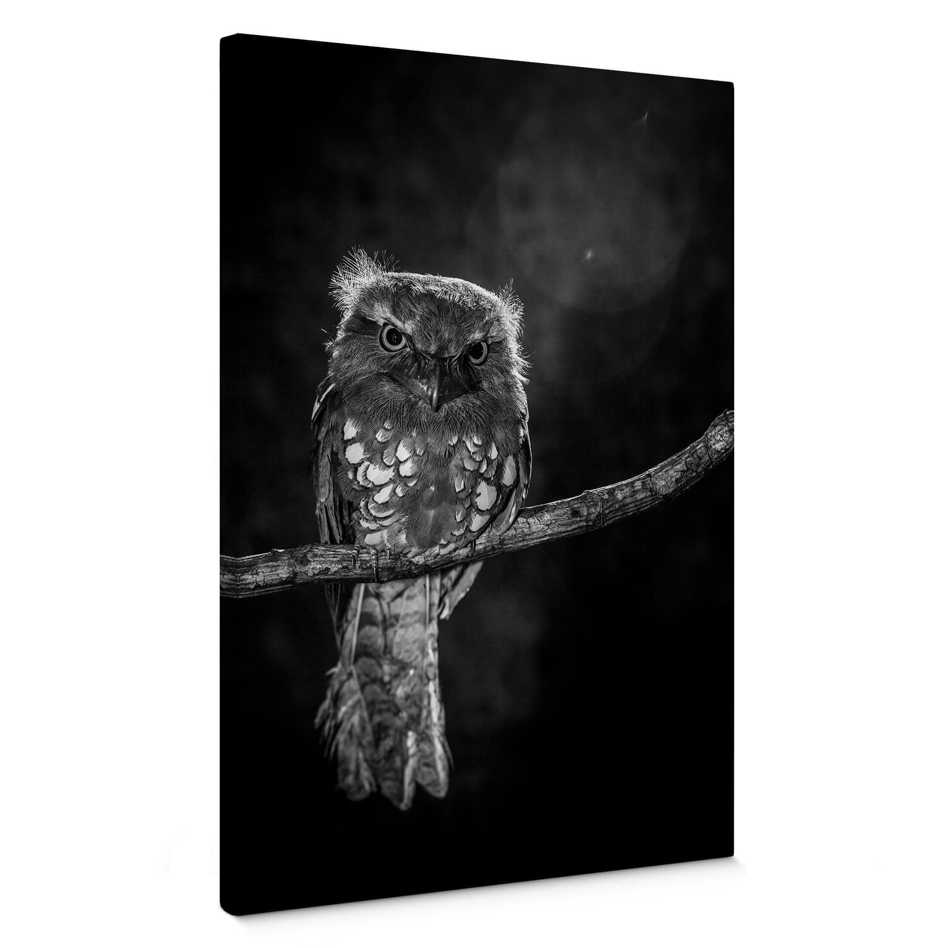 Canvasbillede - Wilianto - Staring Owl
