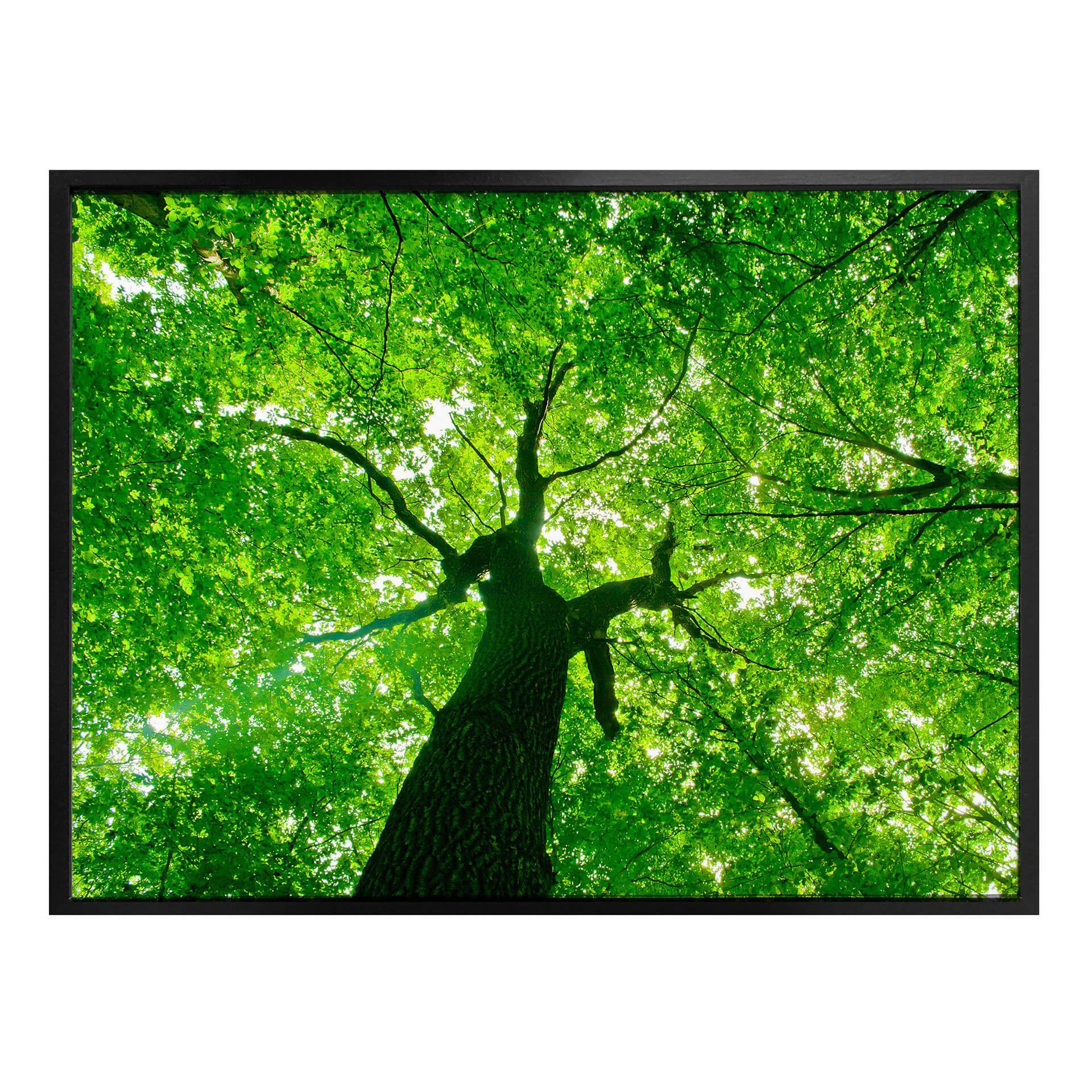 Poster - Under the Trees