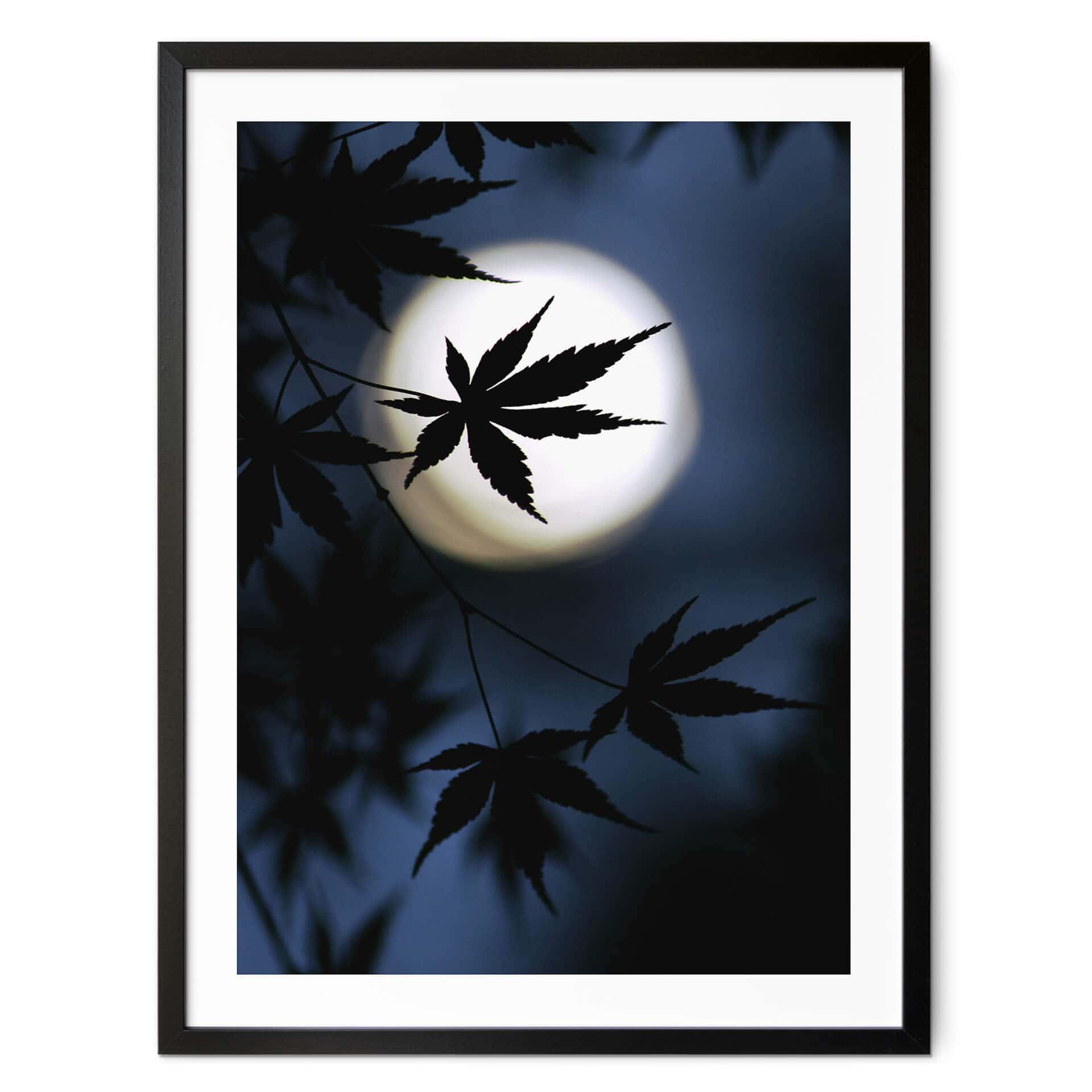 Póster Tomihisa - Arce japonés a la luz de la luna