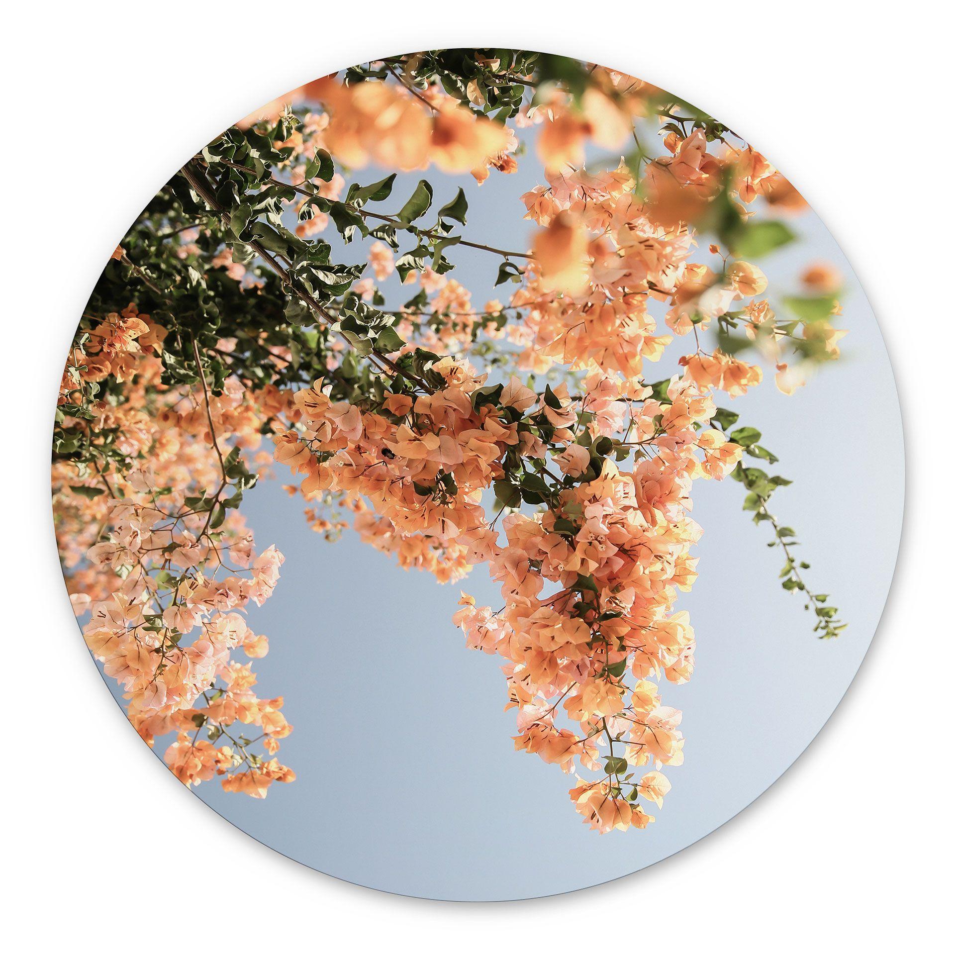 Vægcirkel Ferskenblomster i Assos - Shot by Clint – print på aluminium (Alu-Dibond)