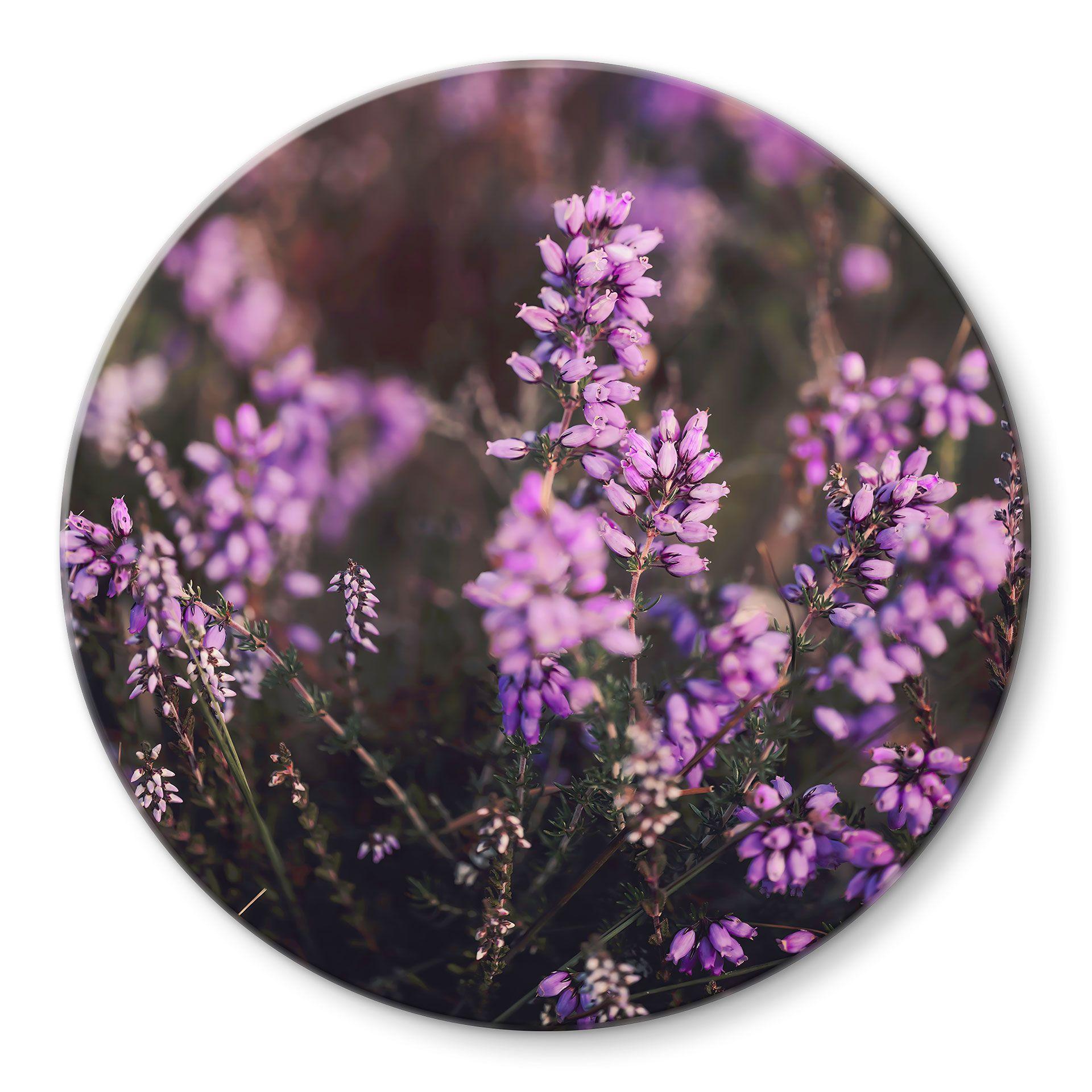 Glasbillede - Lilla lyngblomst i varmt lys - Annie - Rund