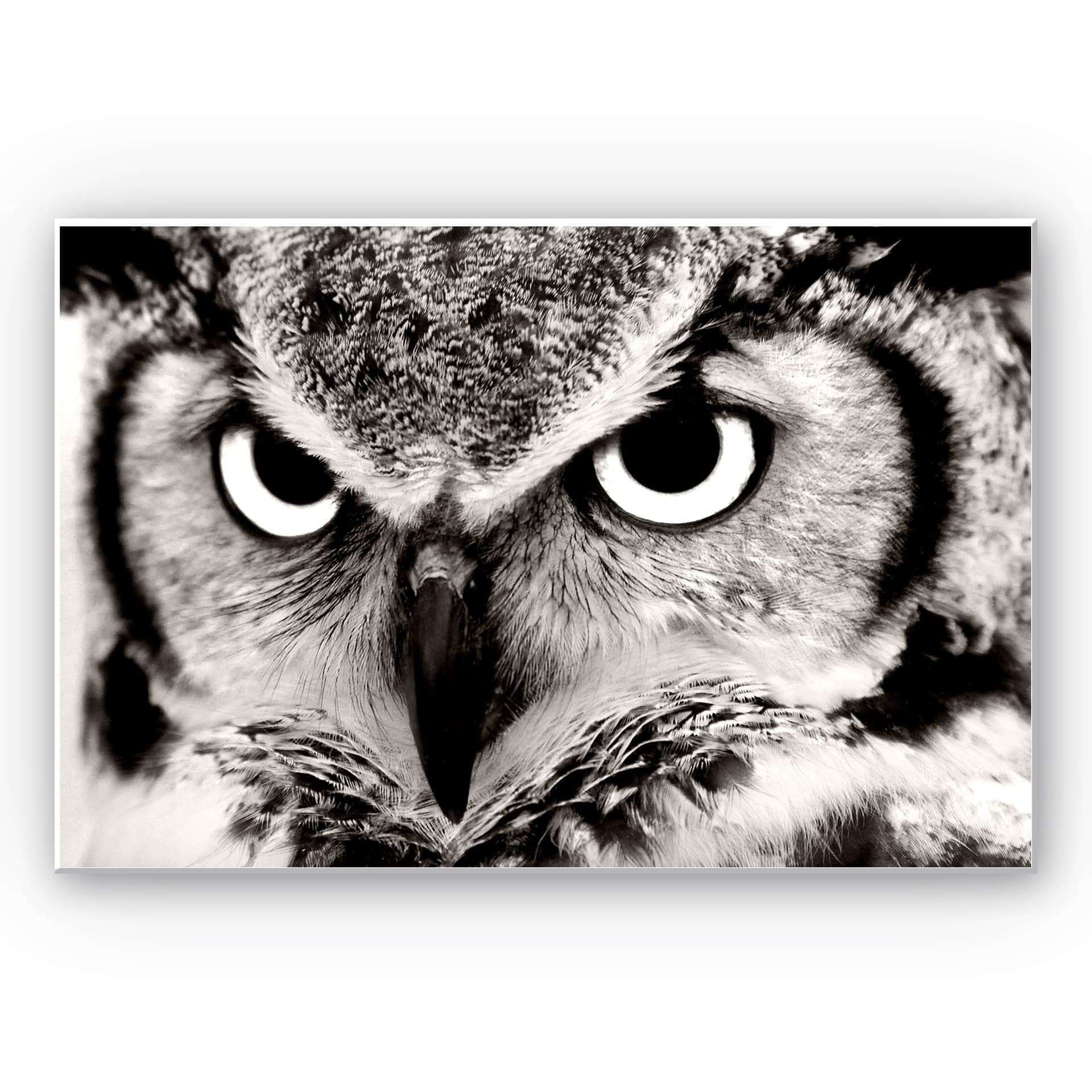 Tableau Forex - Fier hibou