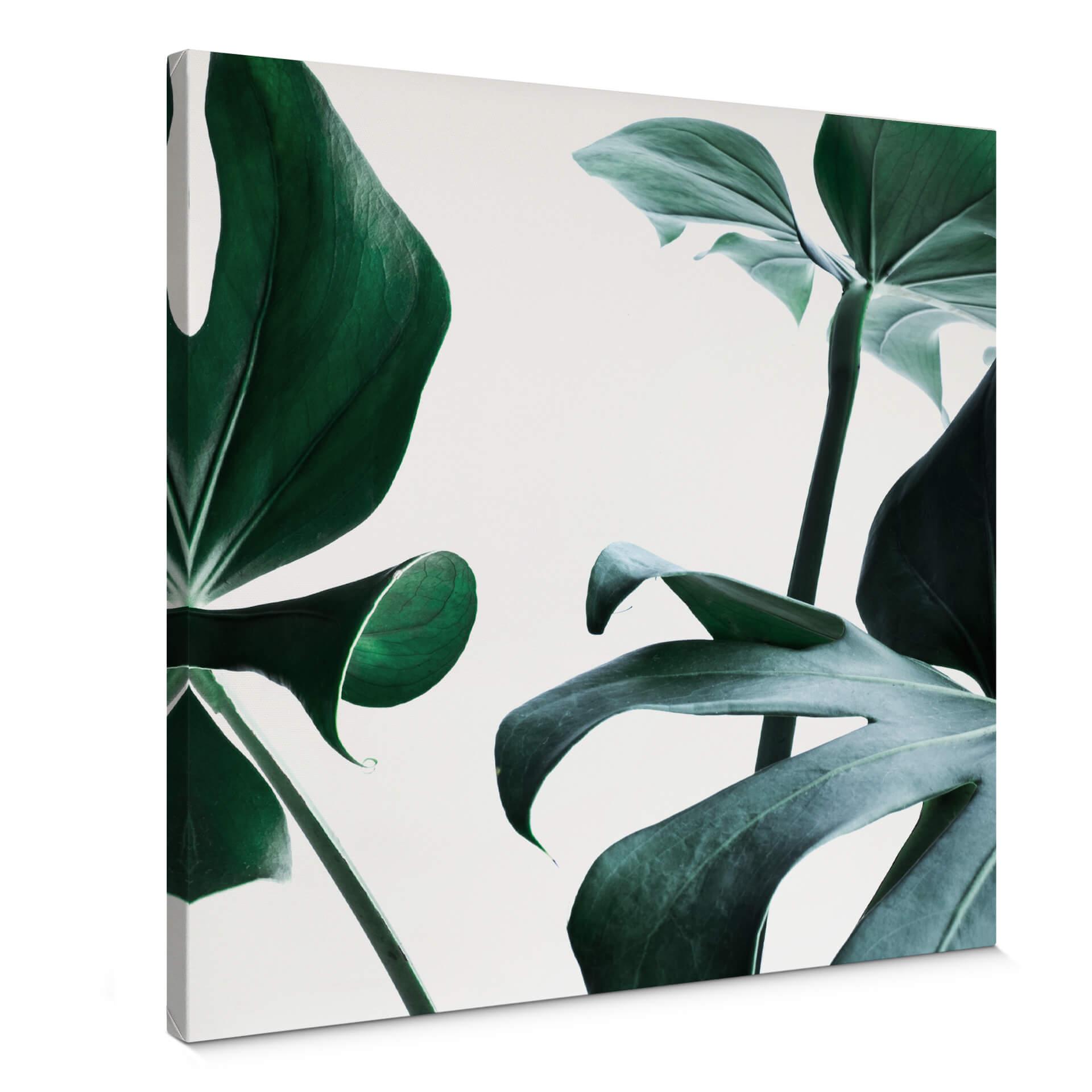 Lienzo Jungla Urbana 03 - Monstera Deliciosa- Cuadrado