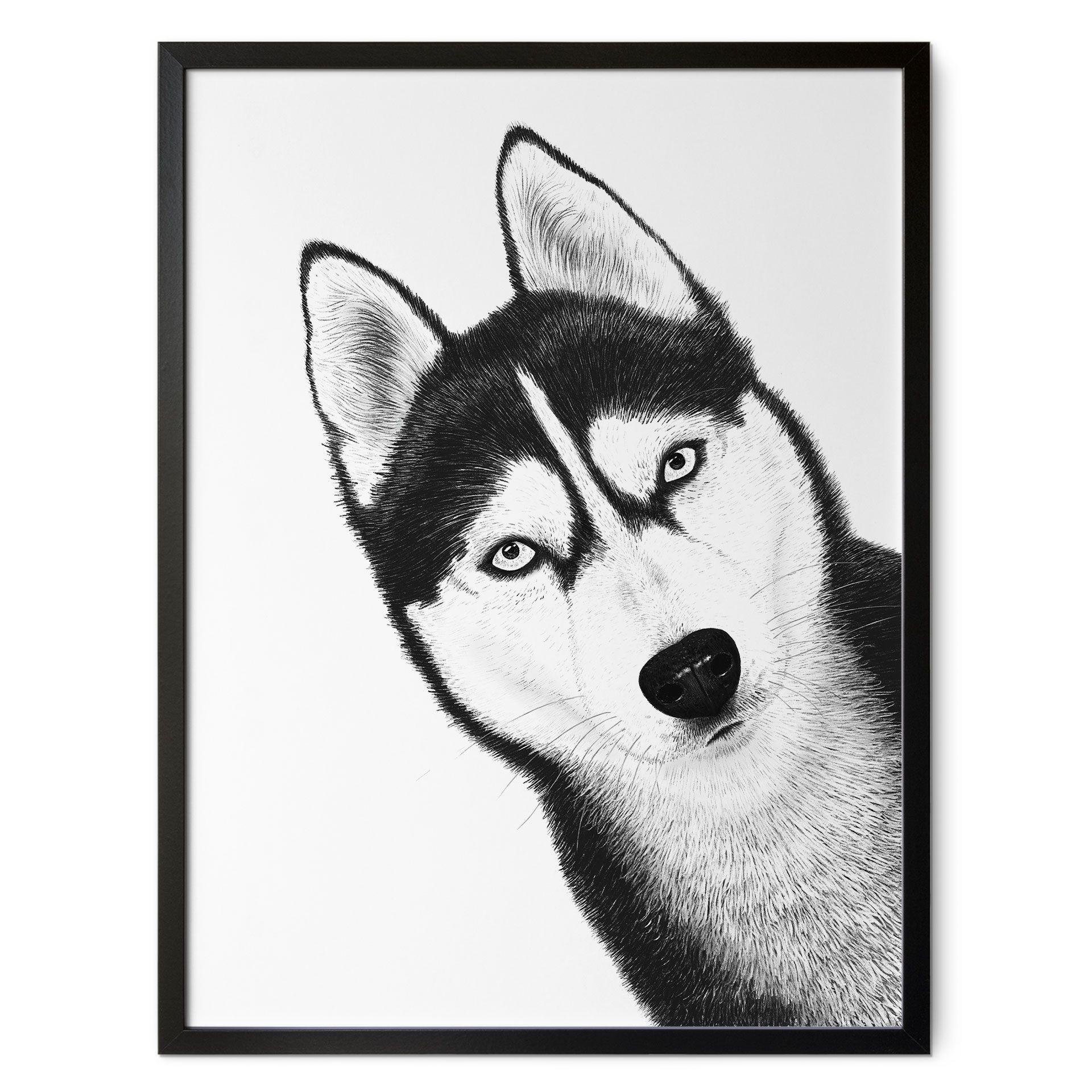 Póster Husky siberiano - retrato de perro - Korenkova