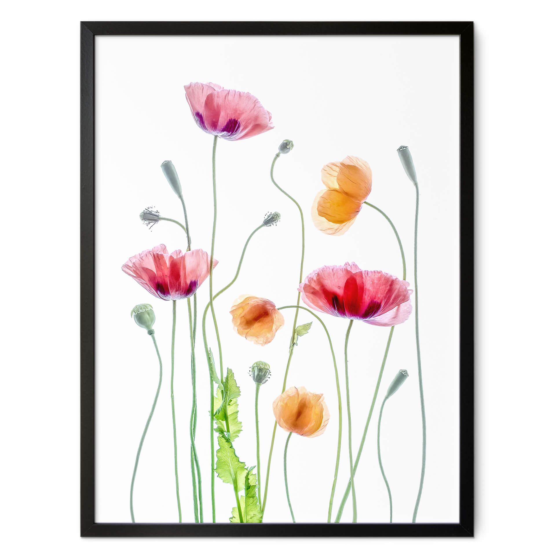 Póster Amapolas de colores - Disher