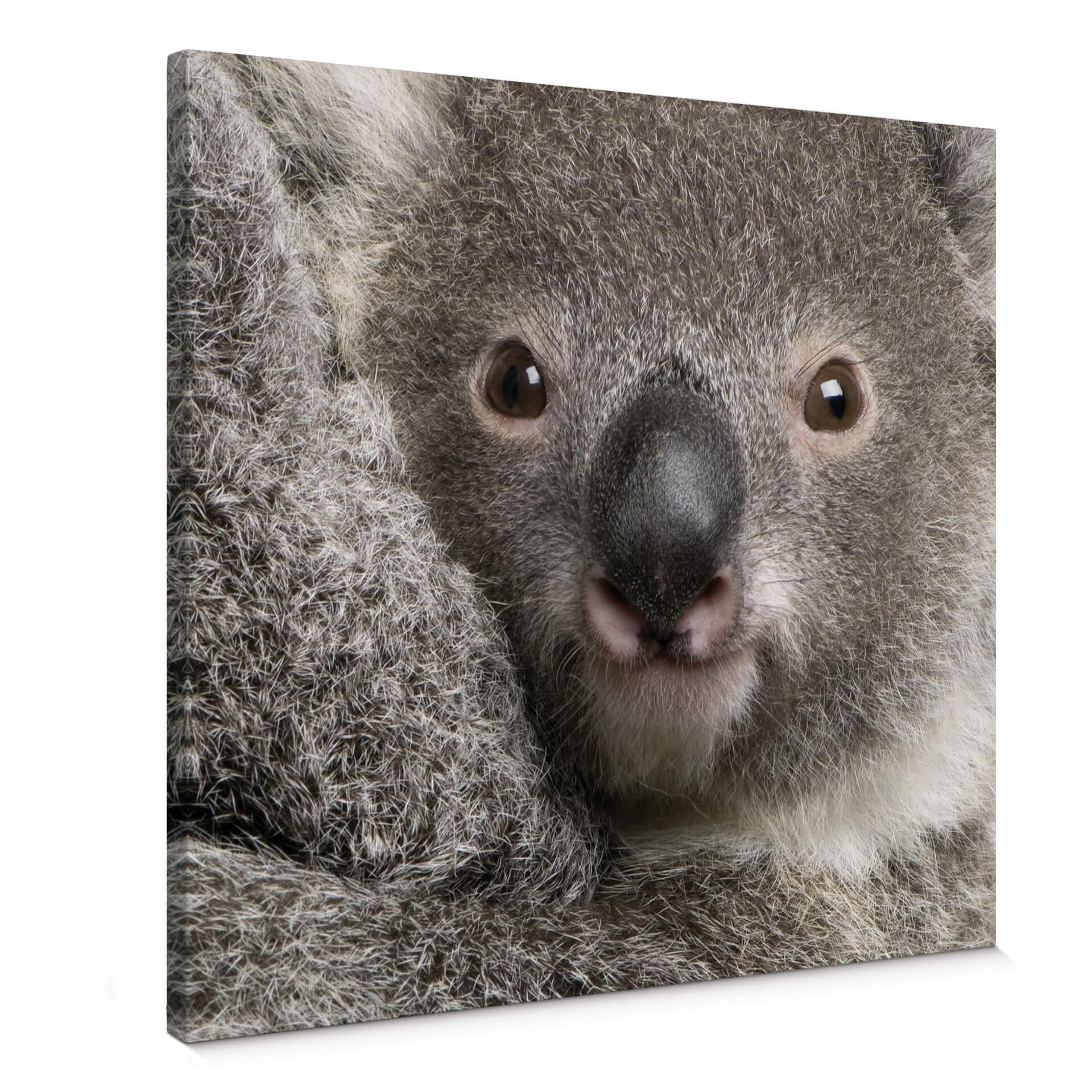 Lienzo Koala de peluche