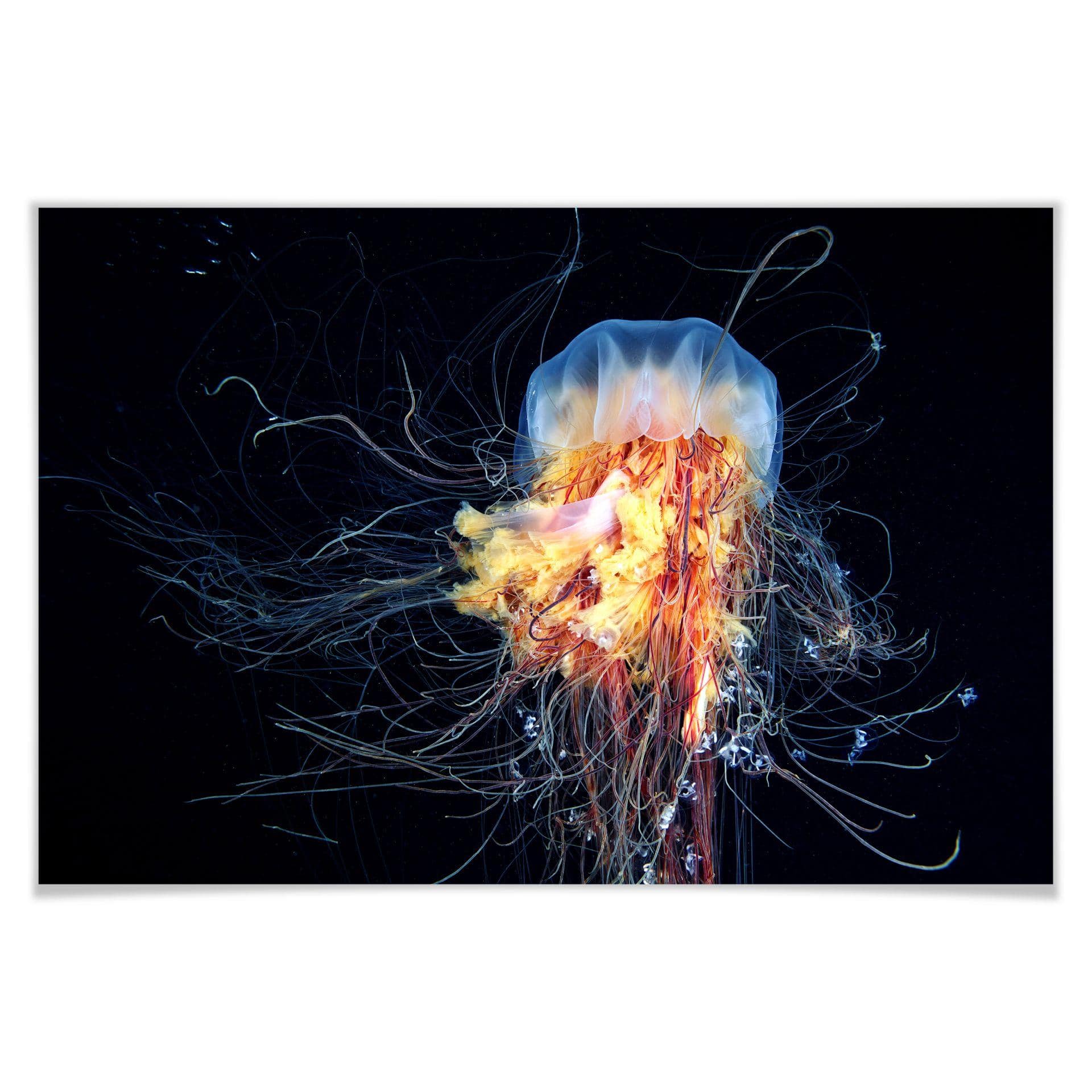 Poster - Semenov - Amazing Jellyfish