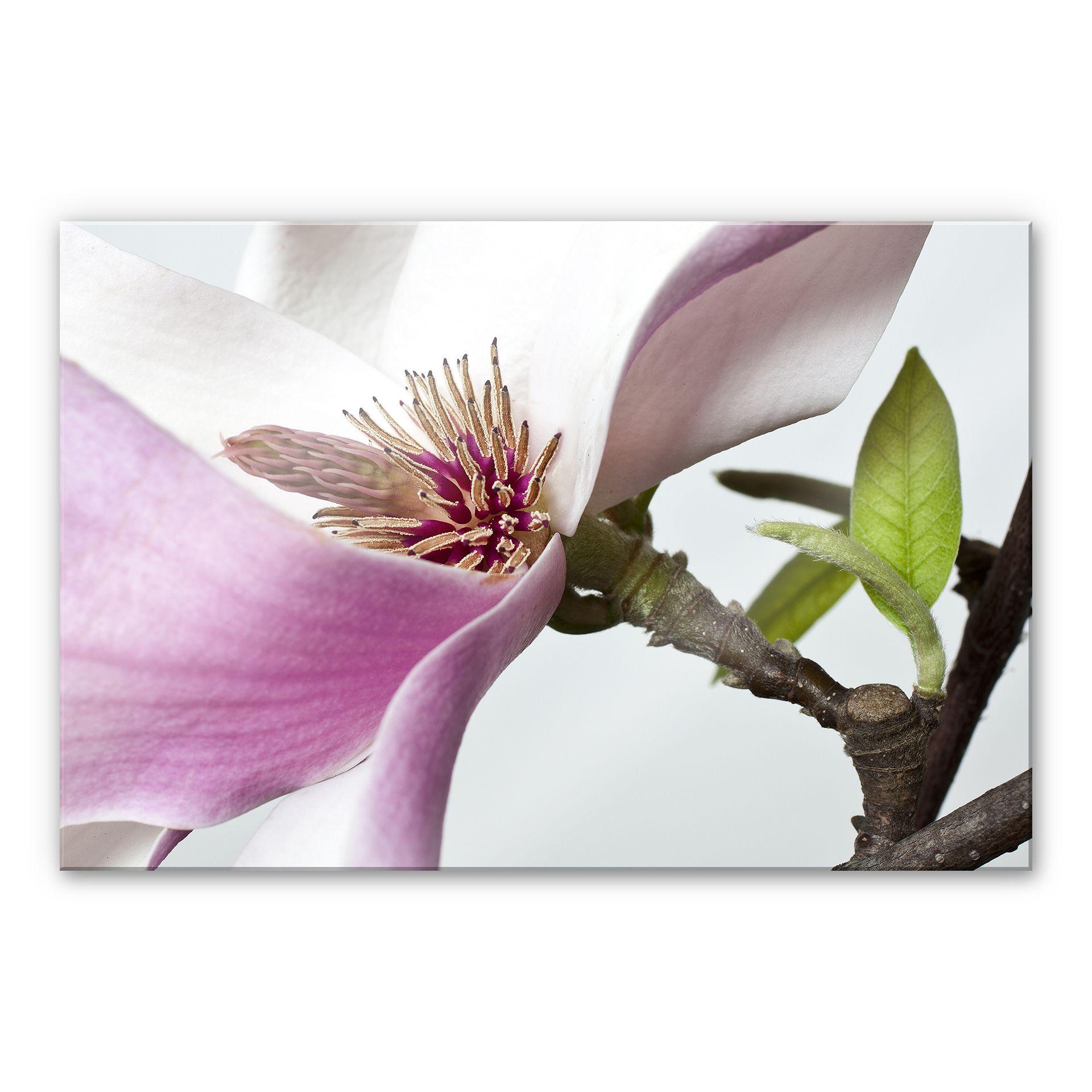 Akrylbillede magnolia