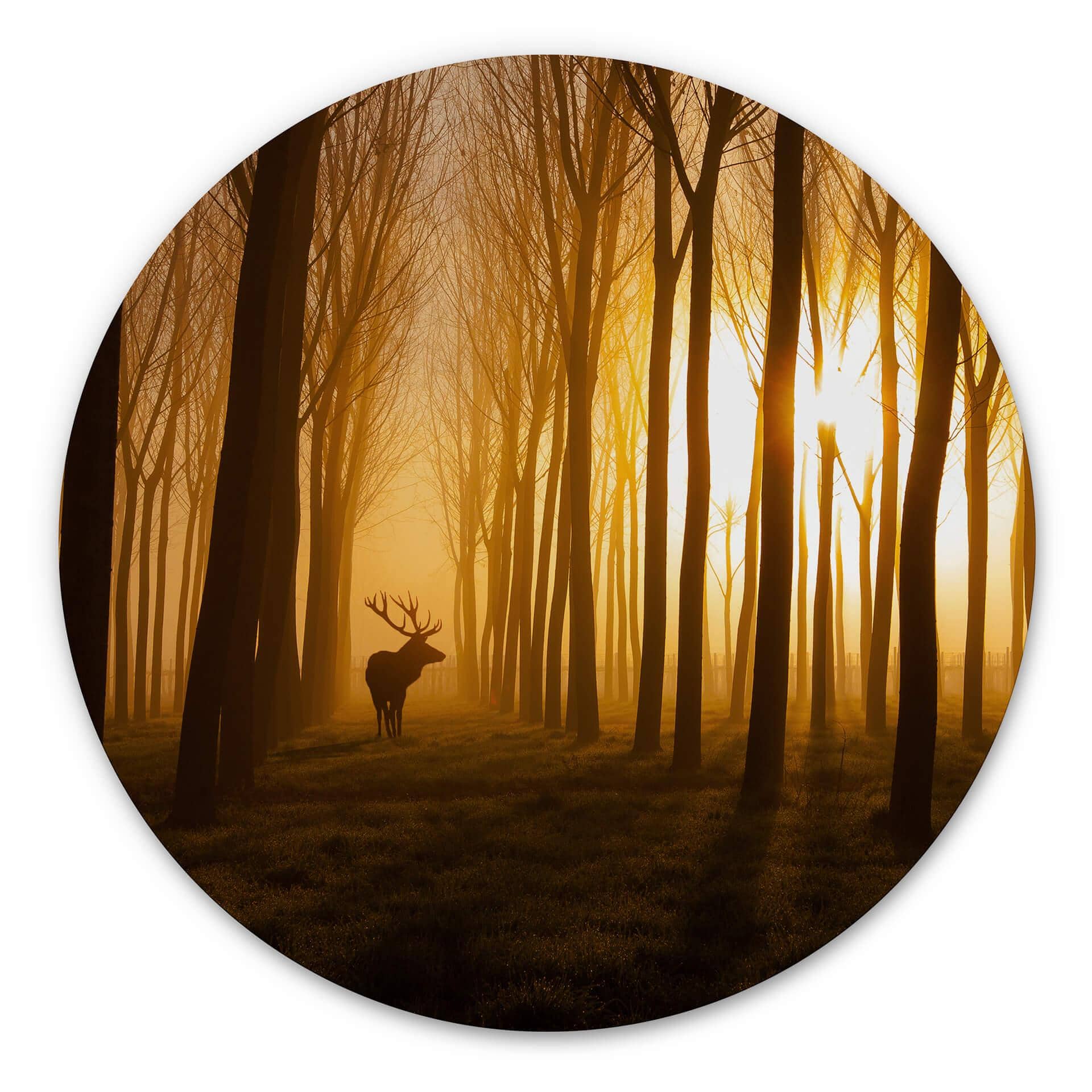 Wandcirkel Norim - Forest Beauty